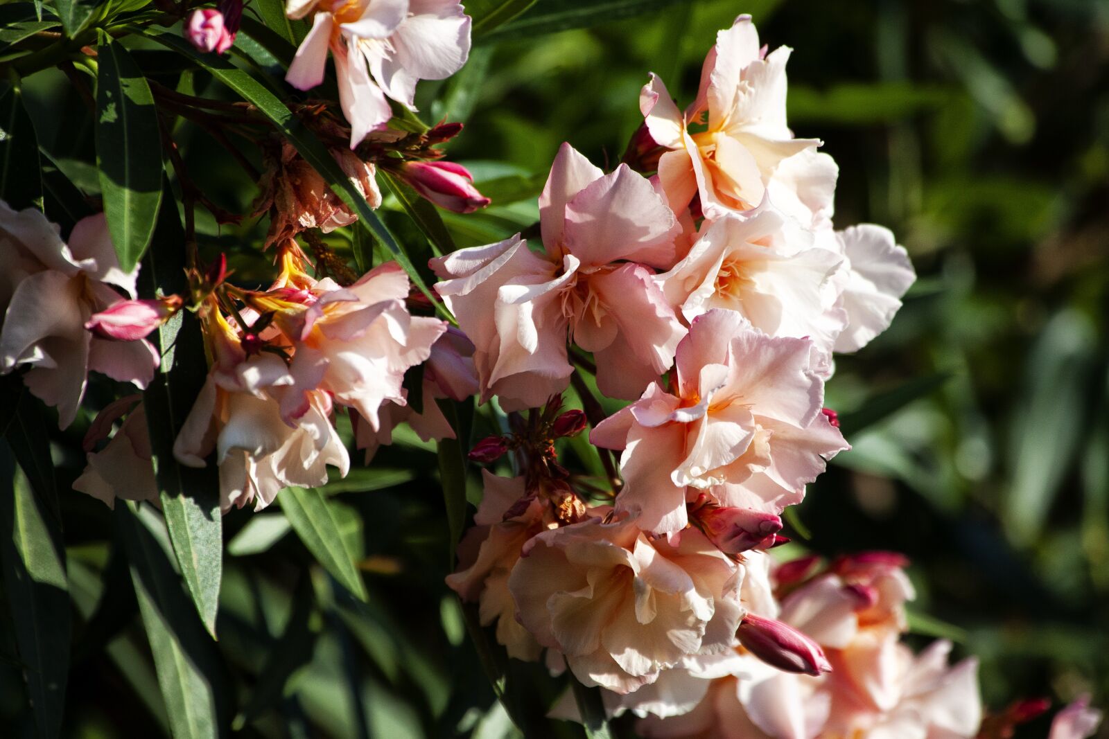 Canon EOS 5D Mark II sample photo. Oleander, flowers, flower photography