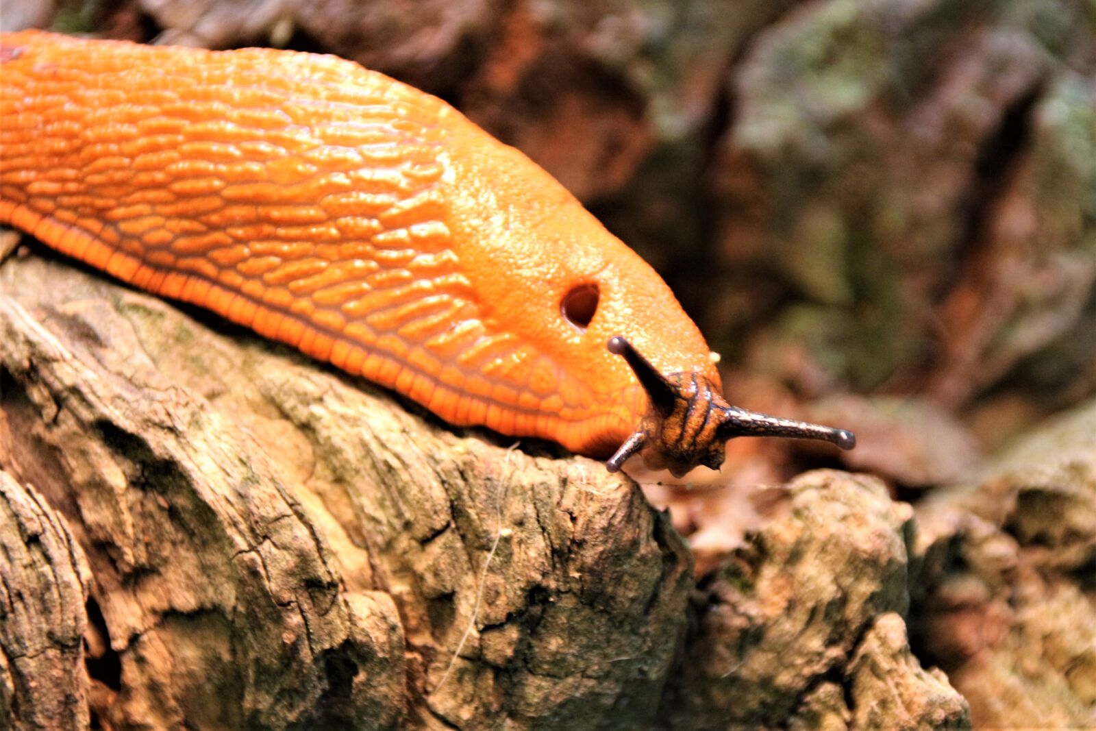 Canon EOS 700D (EOS Rebel T5i / EOS Kiss X7i) sample photo. Slug, animal, forest photography