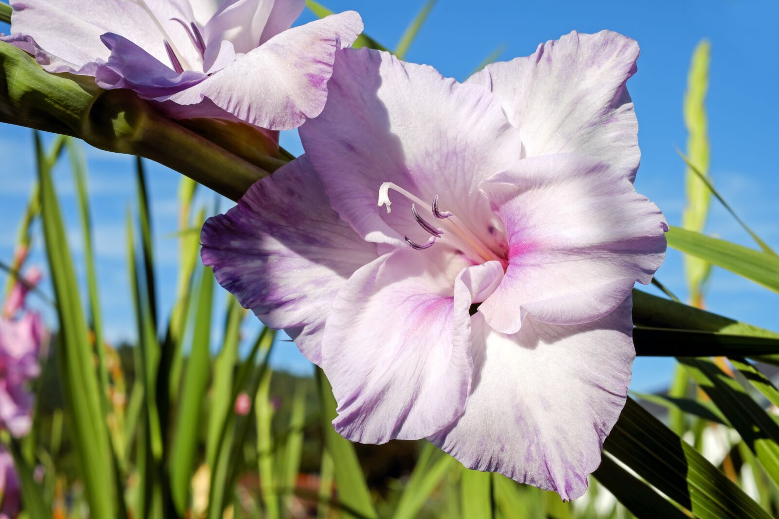 Fujifilm X-T10 + Fujifilm XF 35mm F1.4 R sample photo. Gladiolus, flower, blossom photography