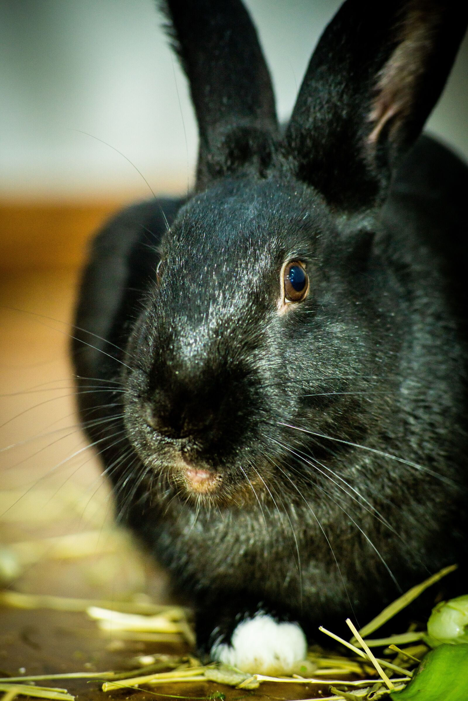 Nikon D600 sample photo. Rabbit, hare, bunny photography