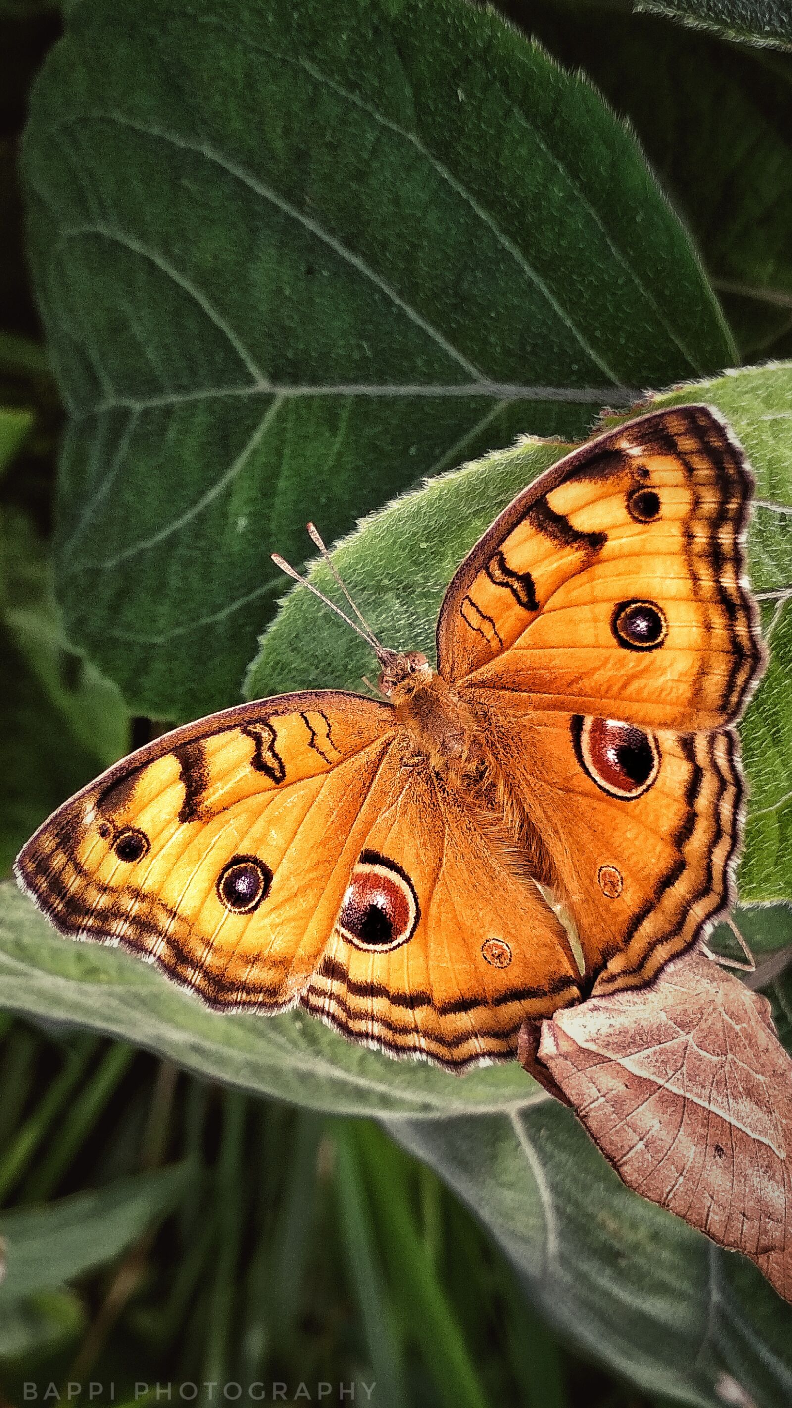Xiaomi Redmi 4X sample photo. Quin, butterflie, bewtiful photography