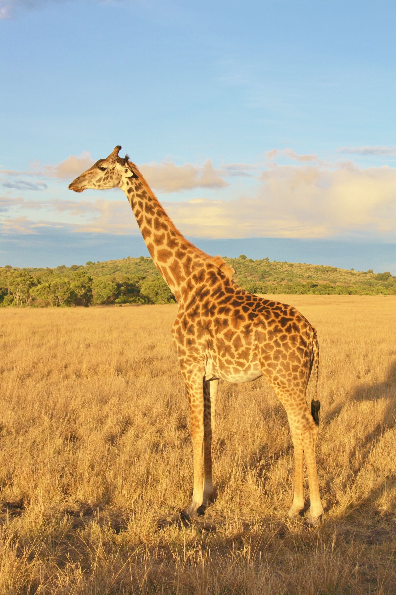 Canon EOS 400D (EOS Digital Rebel XTi / EOS Kiss Digital X) sample photo. Giraffe, kenya, animal photography