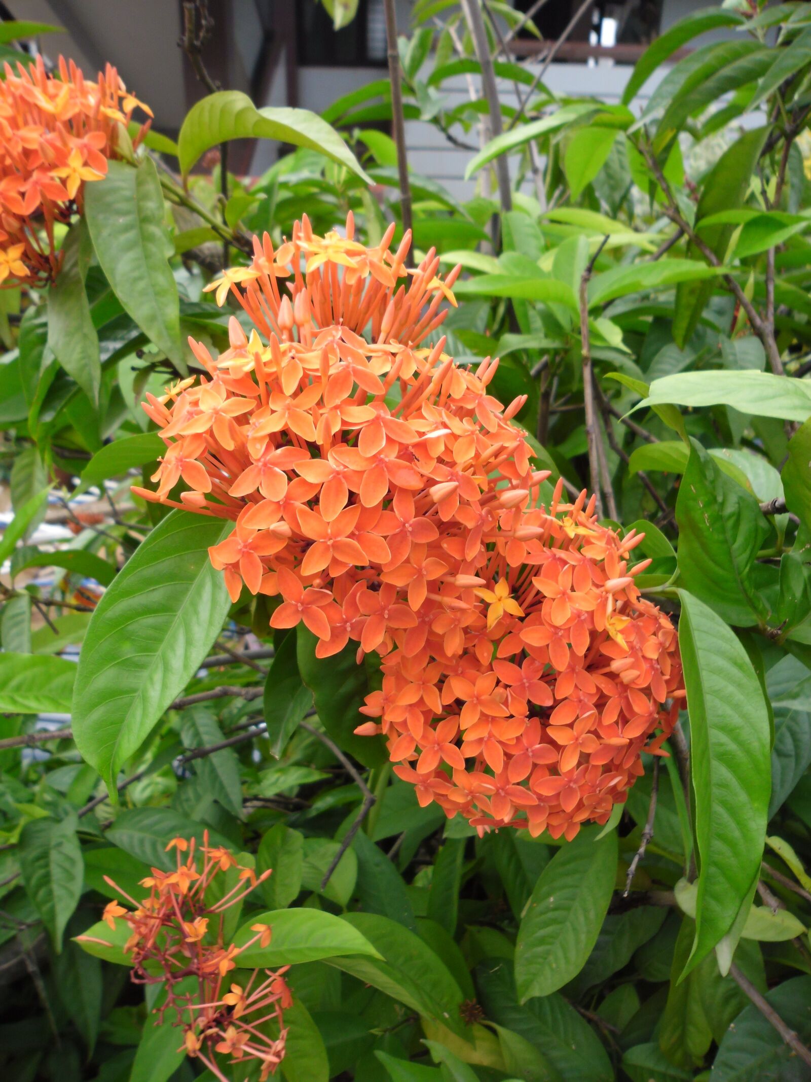 Samsung ES30/VLUU ES30 sample photo. Plants, orange, bloom photography