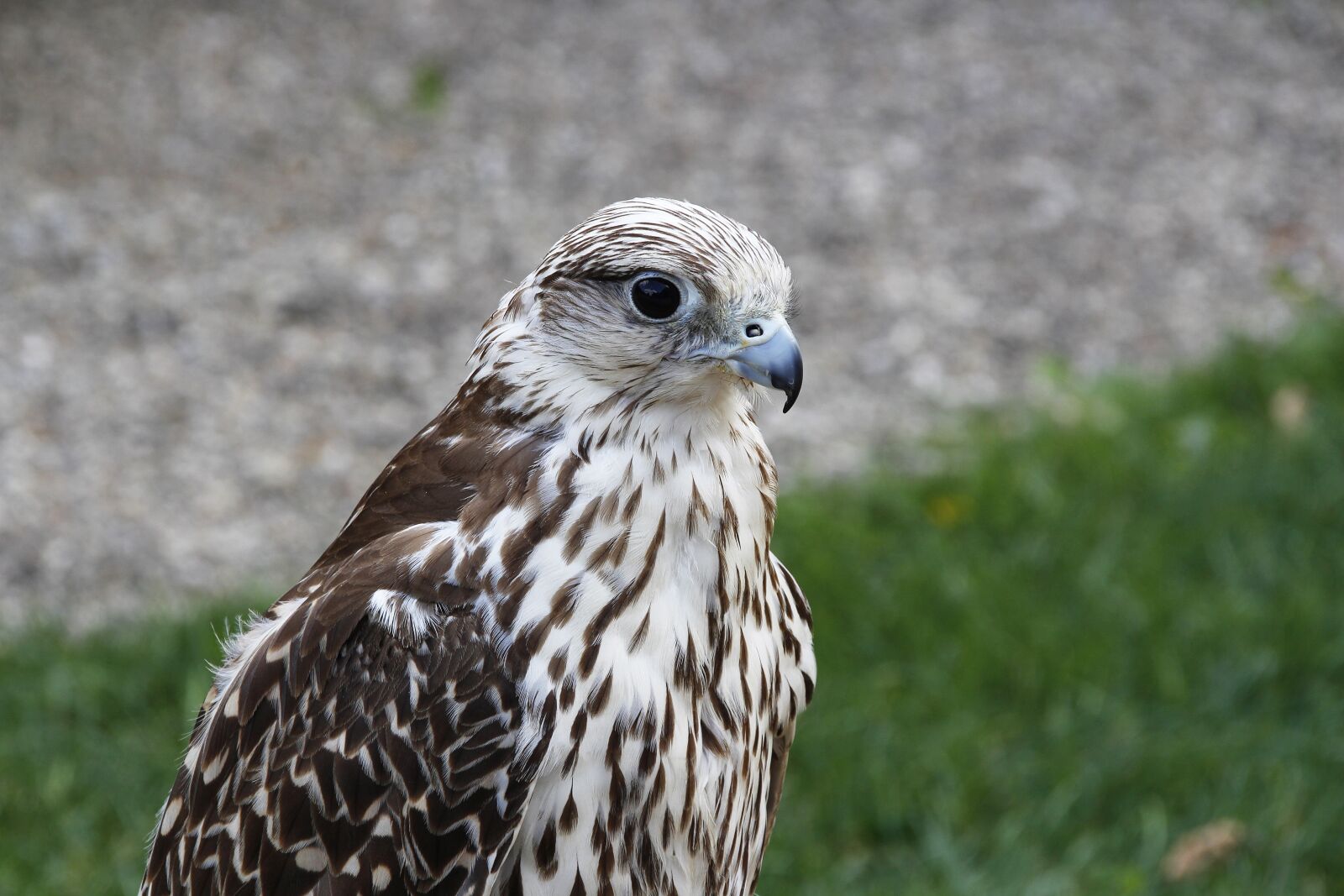 Canon EOS 700D (EOS Rebel T5i / EOS Kiss X7i) sample photo. Peregrine falcon, bird, falcon photography