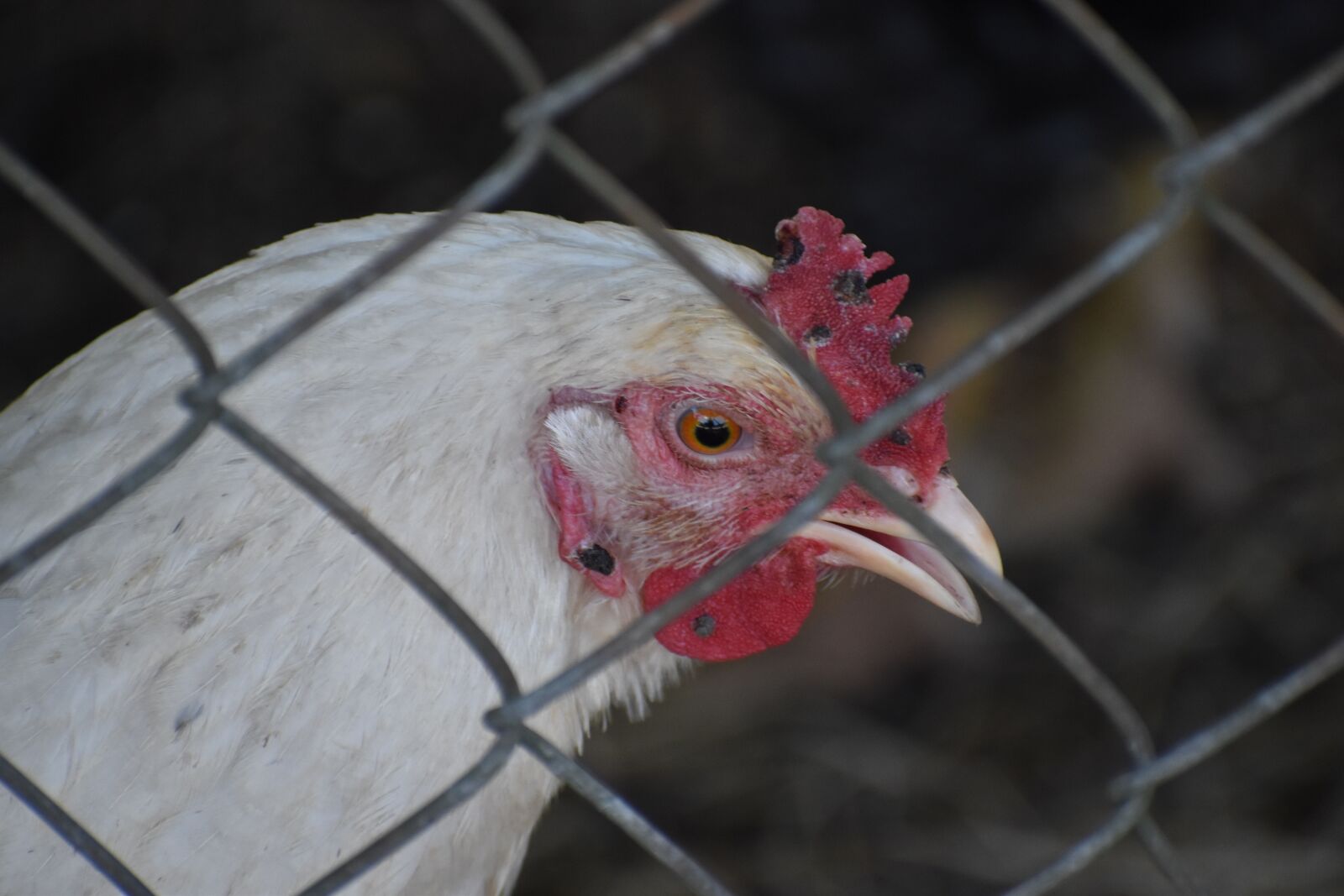 Nikon D3500 sample photo. Hen, chicken, coop photography