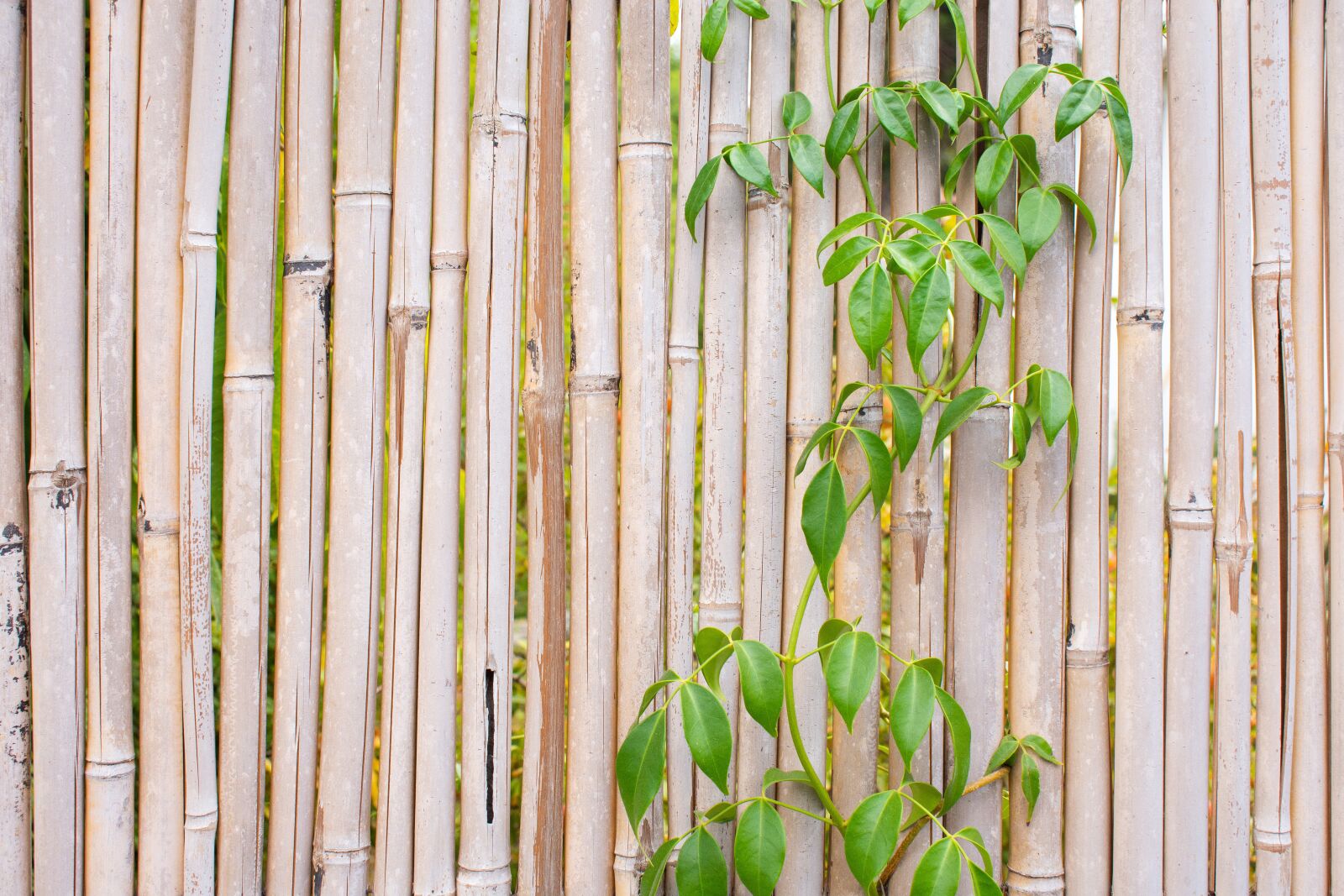 Nikon D7200 sample photo. Fence, plant, cane photography