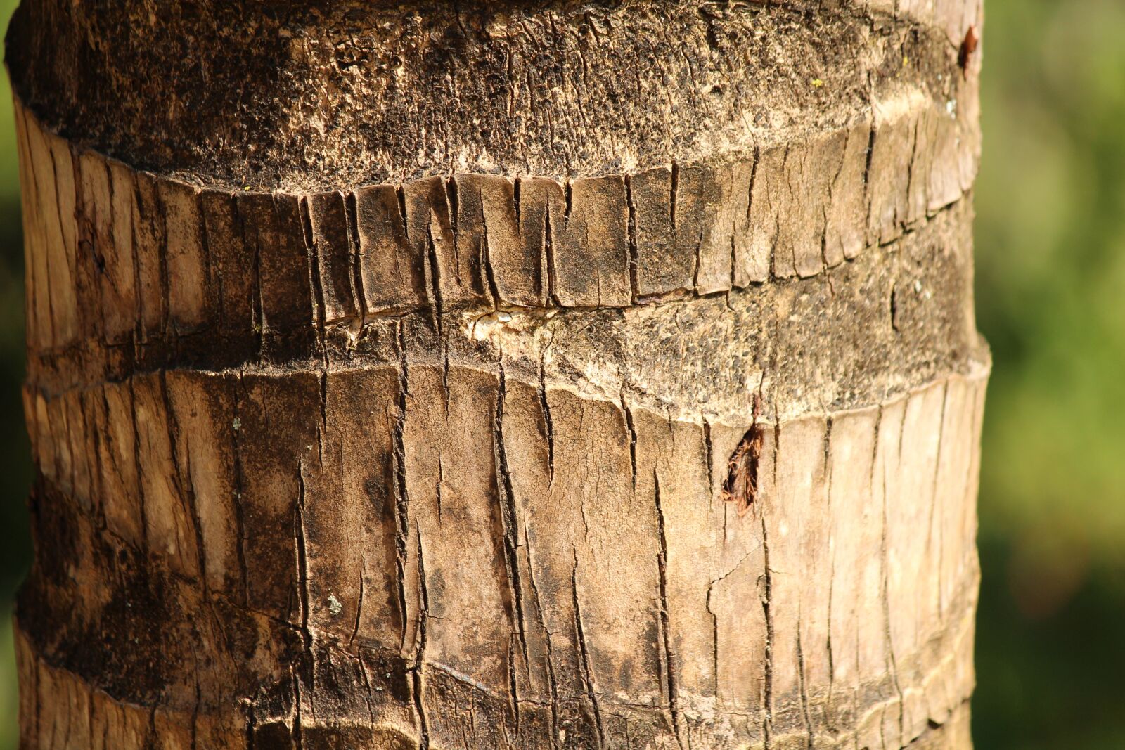 Canon EOS 600D (Rebel EOS T3i / EOS Kiss X5) sample photo. Trunk, wood, flying photography