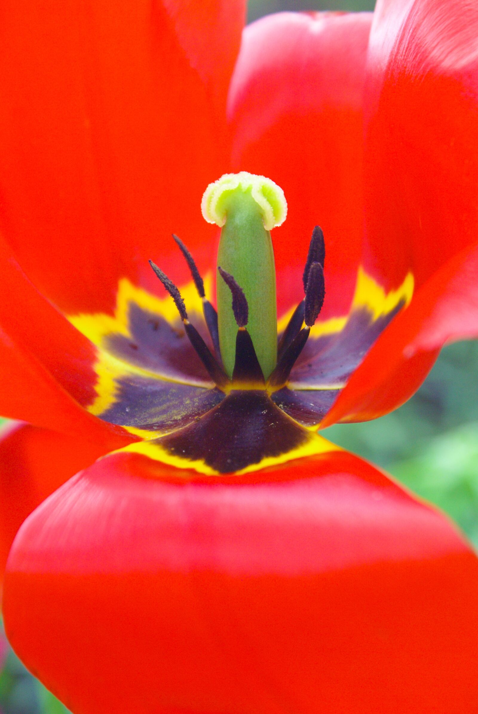 Sony Alpha DSLR-A100 sample photo. Tulip, mack, flowers photography