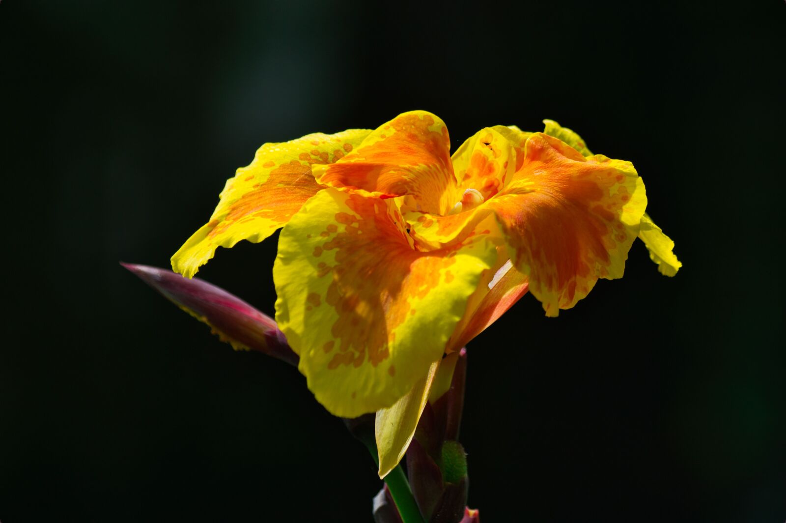 Nikon D3200 sample photo. Costa rica, plant, flower photography