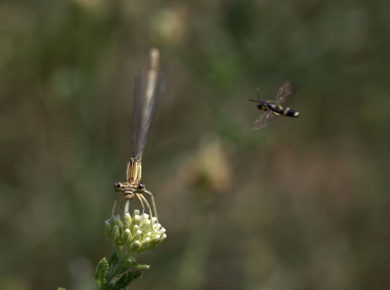 Canon EF-S 60mm F2.8 Macro USM sample photo. Dragonfly, insecta, wings photography