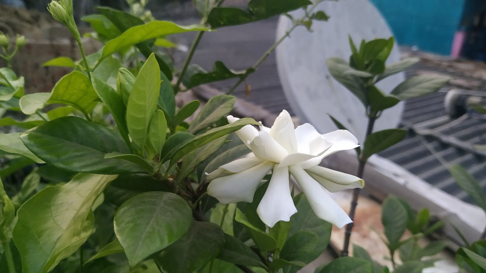 Xiaomi Redmi Note 6 Pro sample photo. Jasmine, flower, white photography