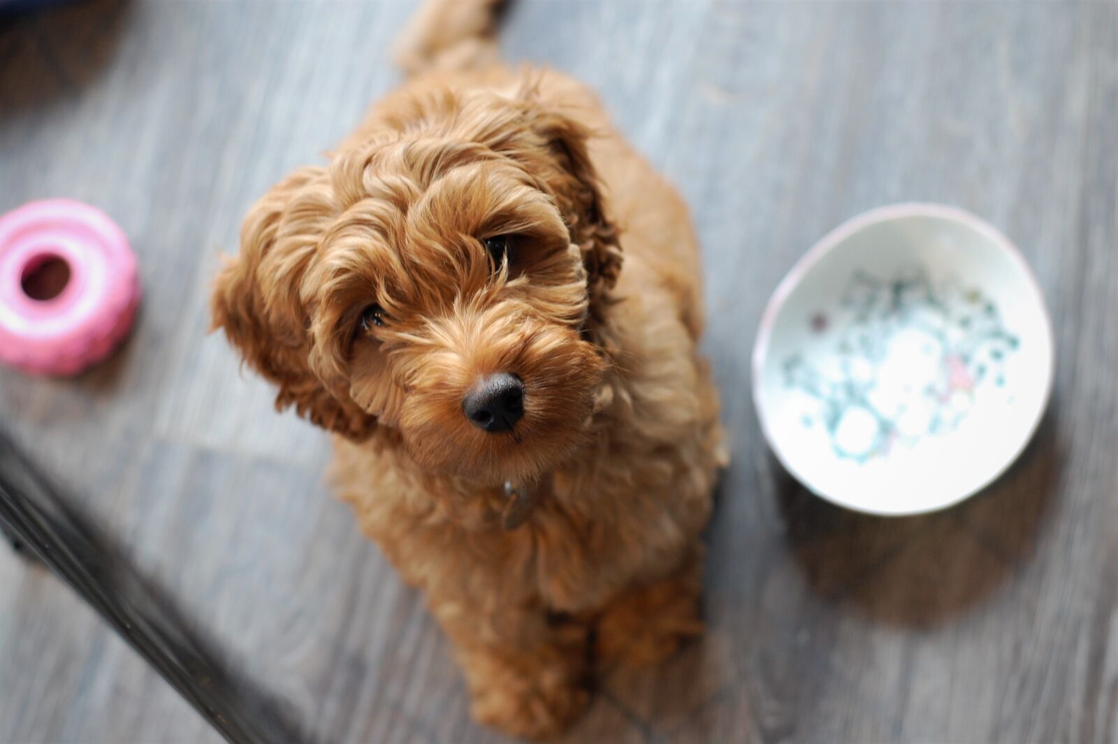 Nikon D40 sample photo. Labradoodle, australian labradoodle puppy photography