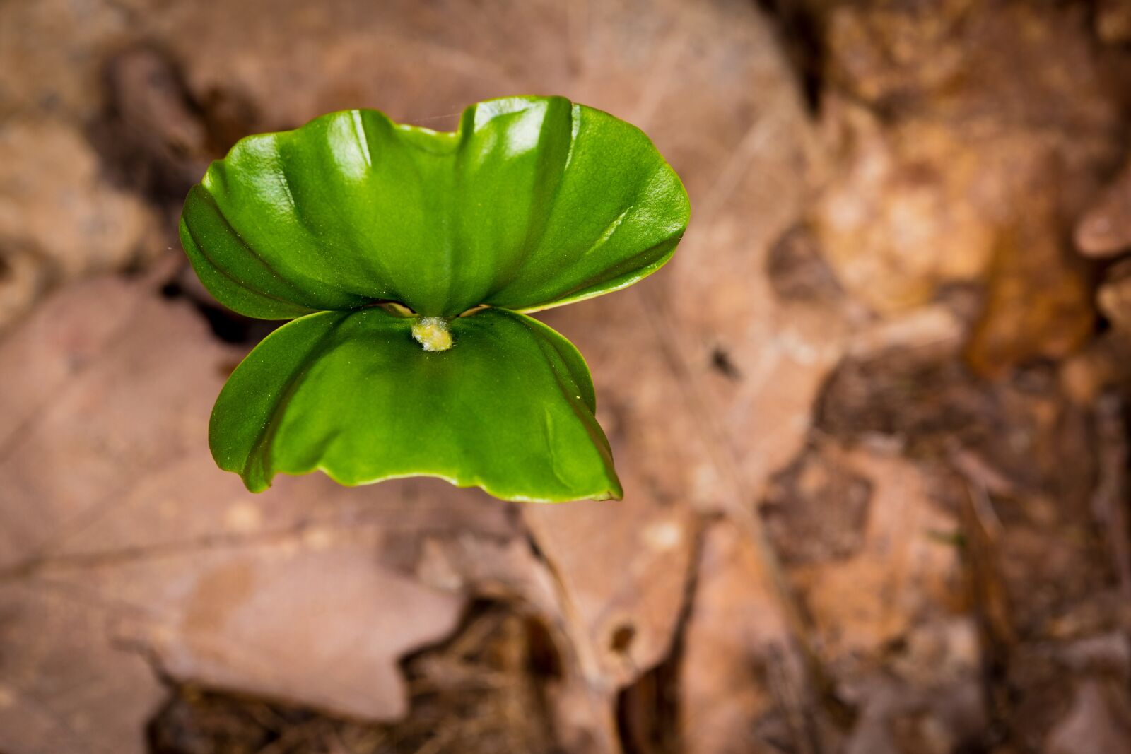 Canon EOS 6D sample photo. Leaf, engine, green photography