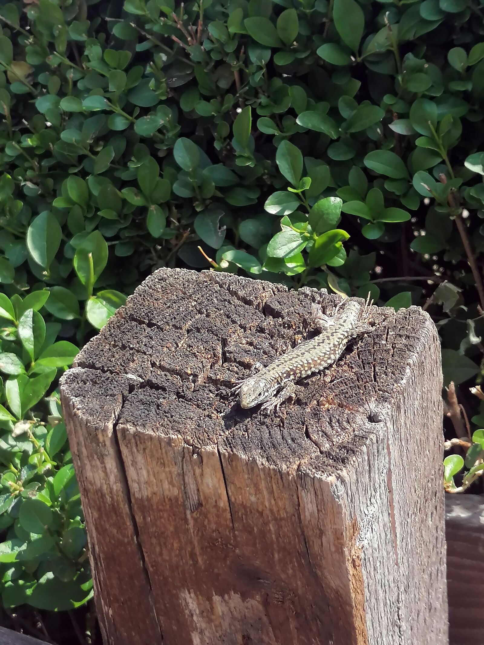 HUAWEI P30 LITE sample photo. Lizard, reptile, animal photography