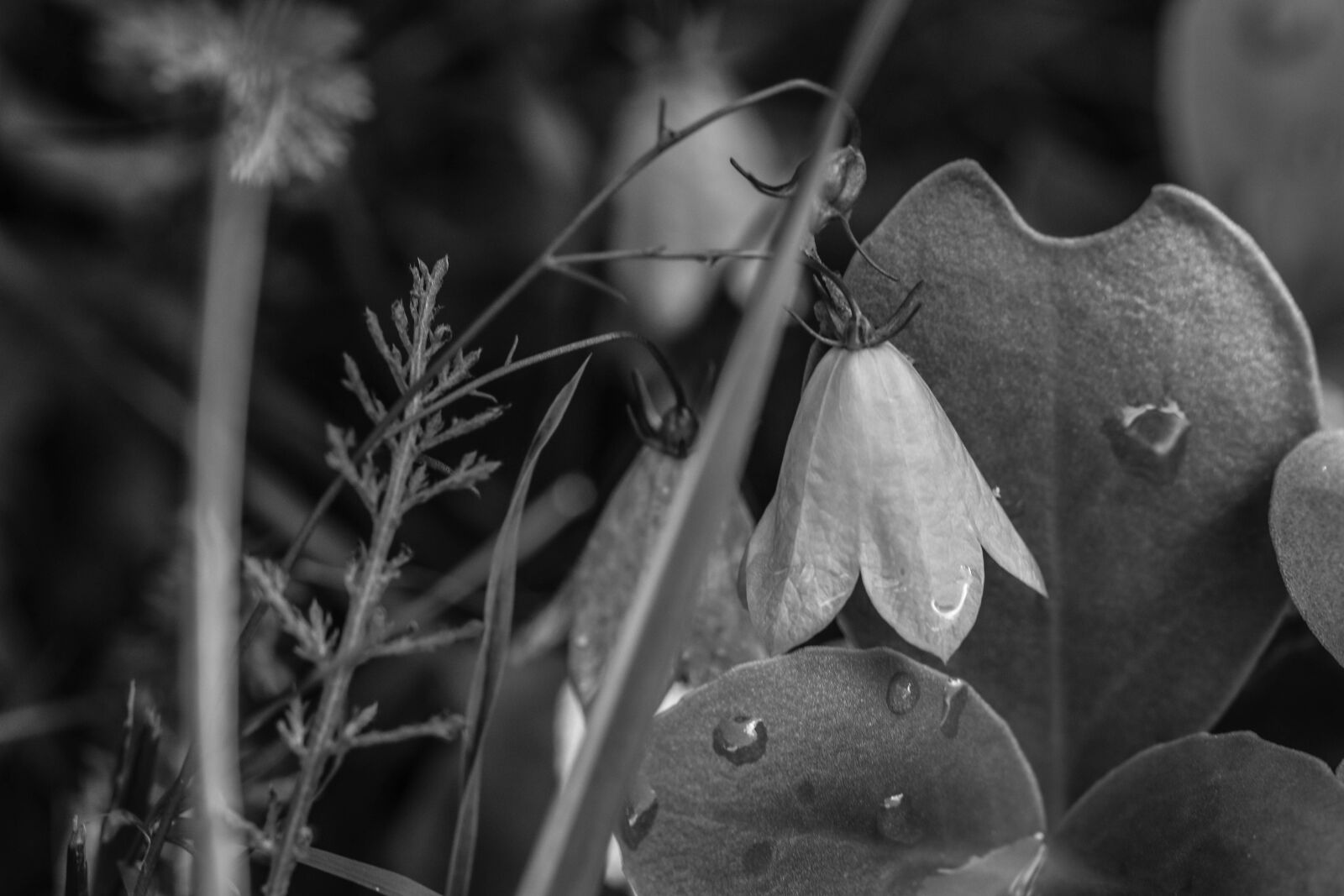 Canon EOS 7D Mark II sample photo. Bluebell, wild flower, summer photography