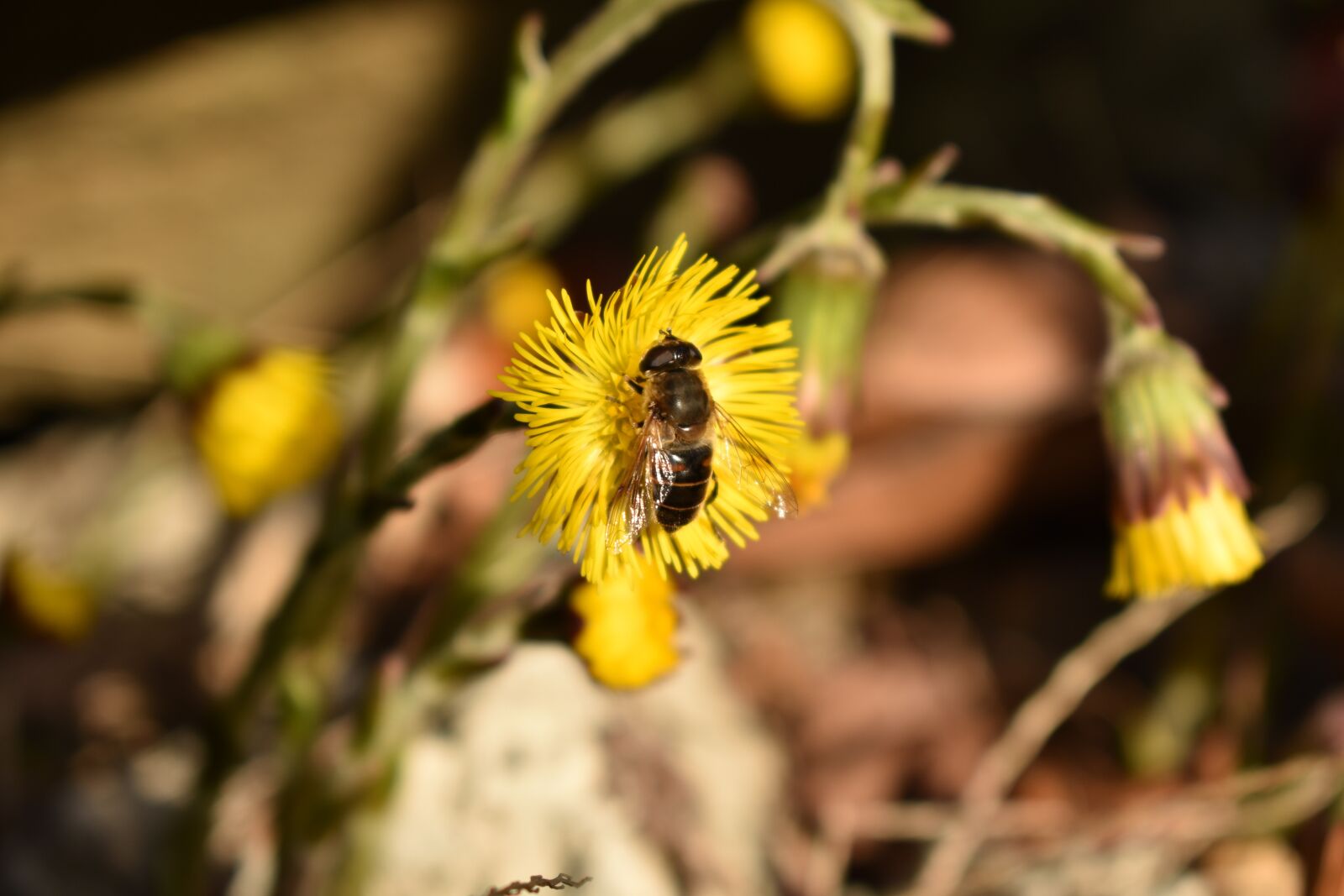 Nikon D3400 sample photo. Bee, cat, dog photography