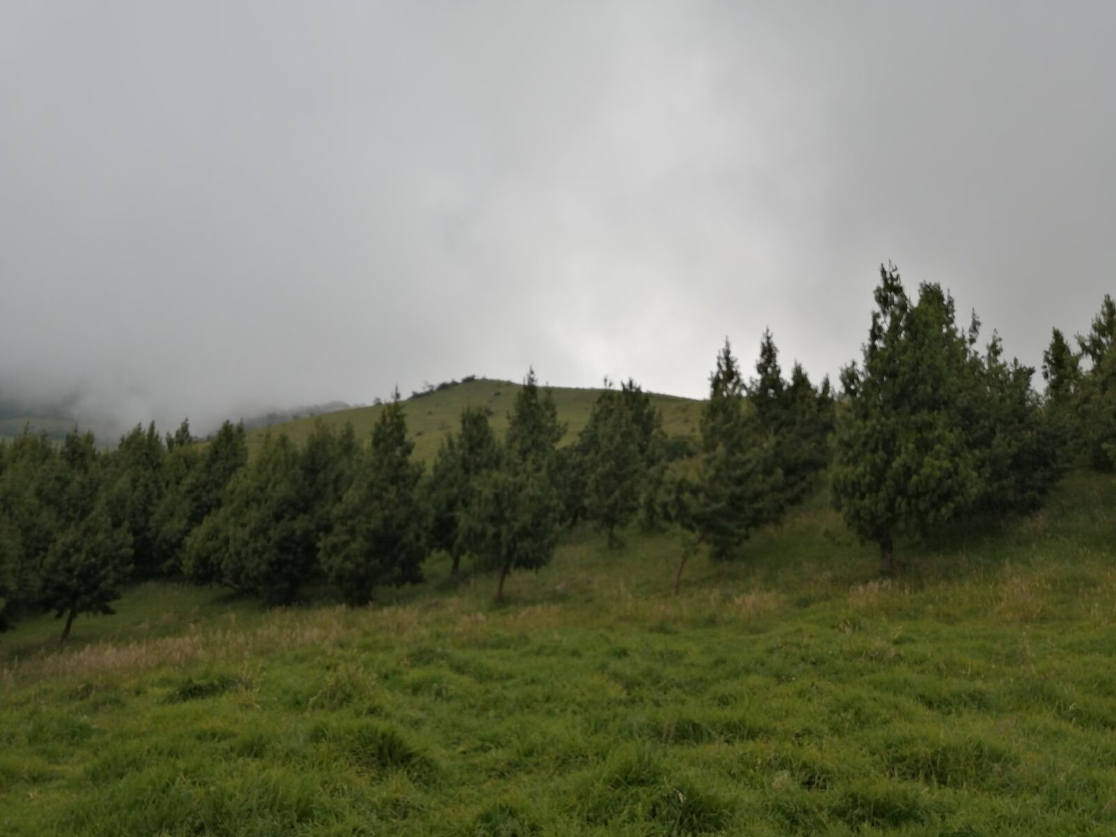 HUAWEI P30 LITE sample photo. Mountain, pine, grass photography