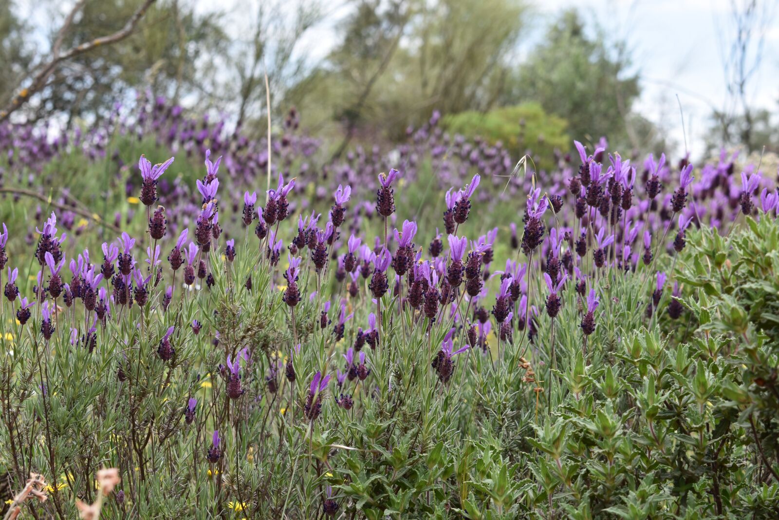 Nikon D3400 sample photo. Flowers, spring, flower photography