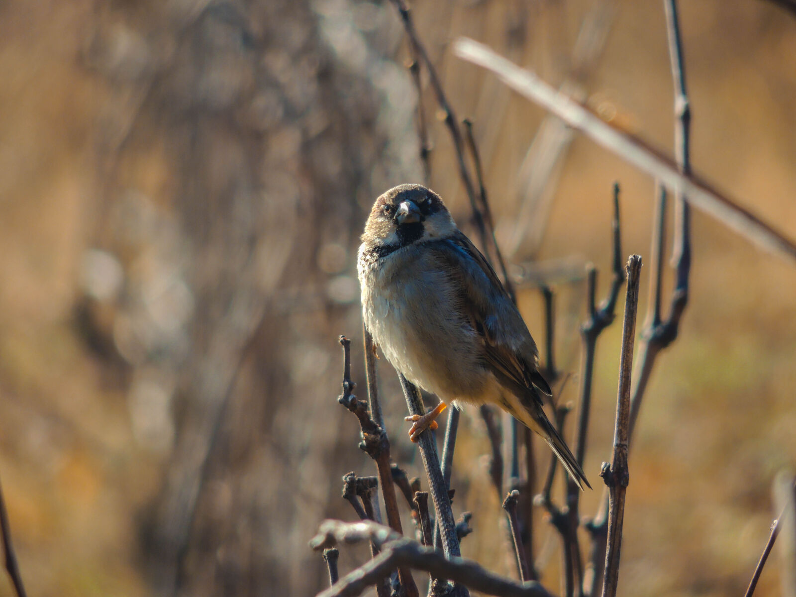 Nikon Coolpix P510 sample photo. Bird, blur, color photography