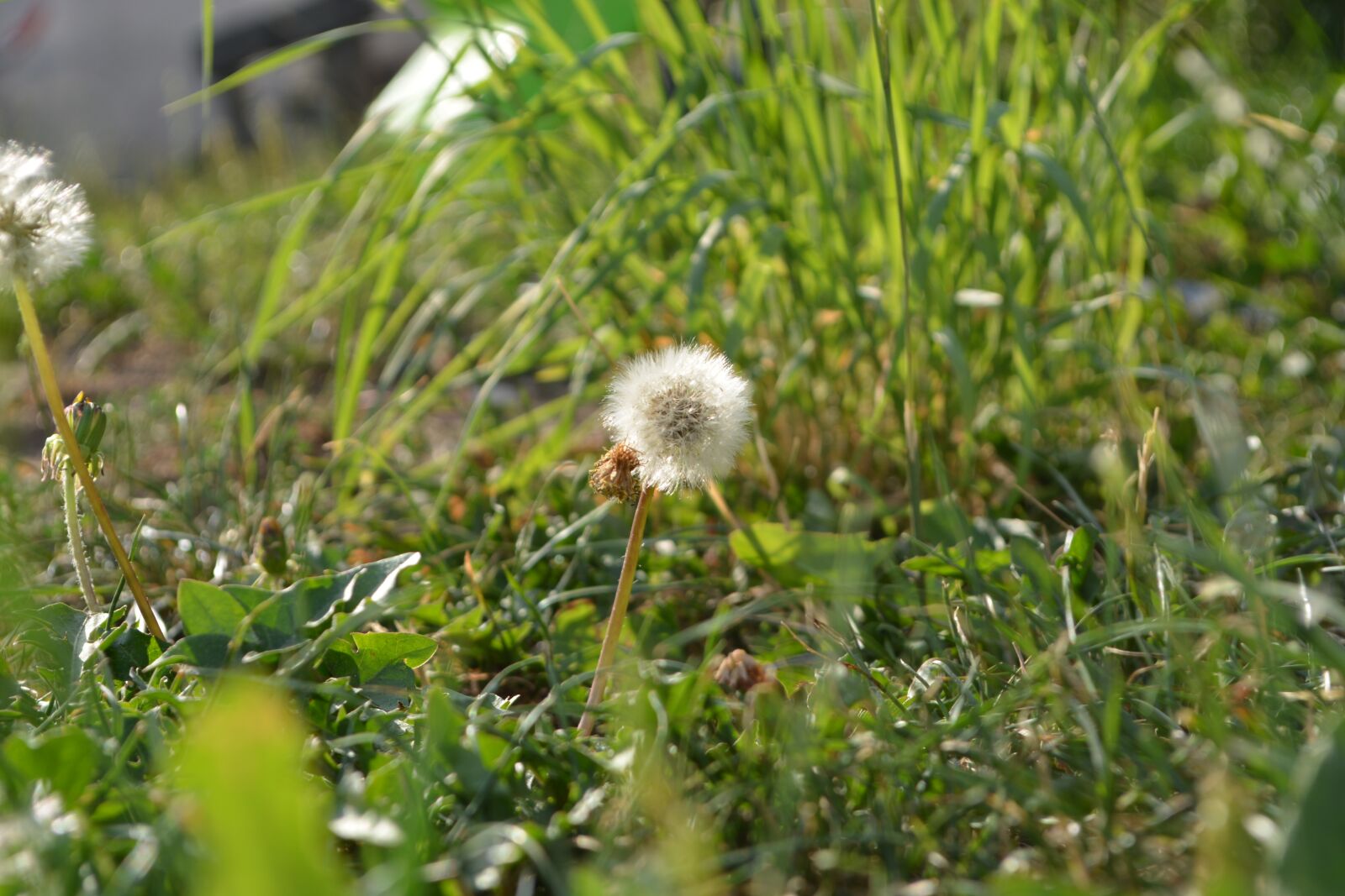 Nikon D5200 sample photo. Meadow, grass, focus photography