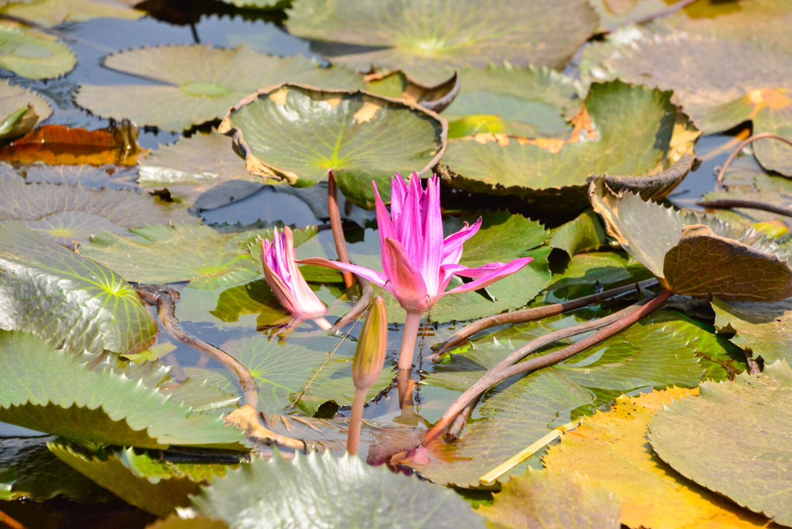 Nikon D800 sample photo. Flower, pink, lotus photography