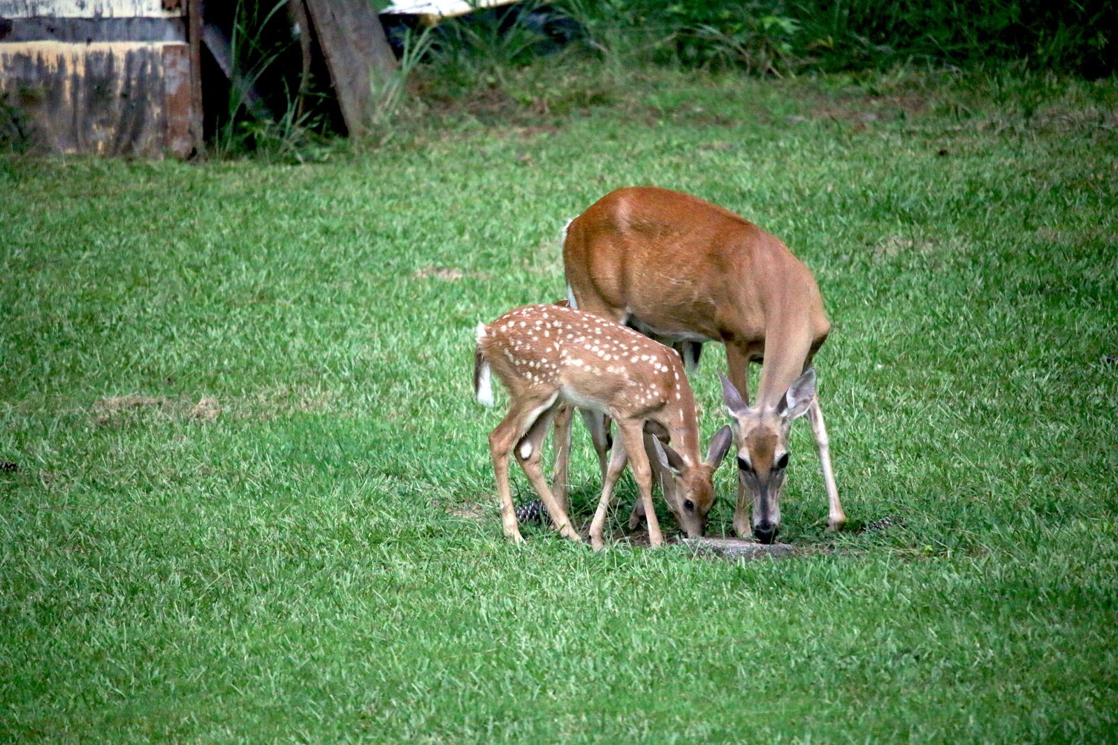 Canon EOS 70D + Canon EF-S 55-250mm F4-5.6 IS STM sample photo. Deer, fawn, doe photography