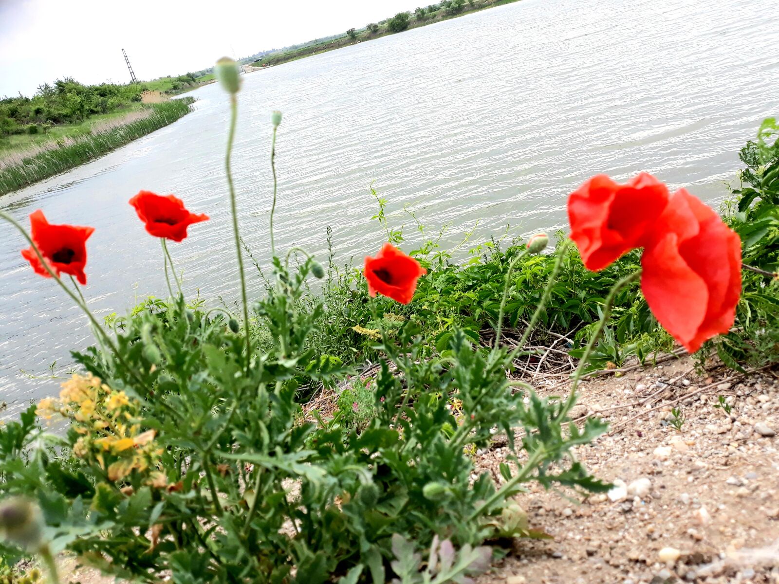 Samsung Galaxy J5 sample photo. Maci, lac, bucuresti photography