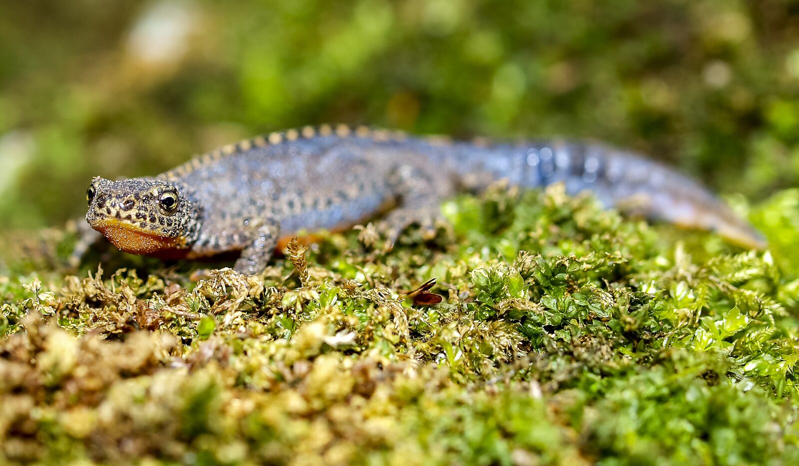 Olympus E-520 (EVOLT E-520) + OLYMPUS 35mm Lens sample photo. Alpine newt, newt, amphibians photography