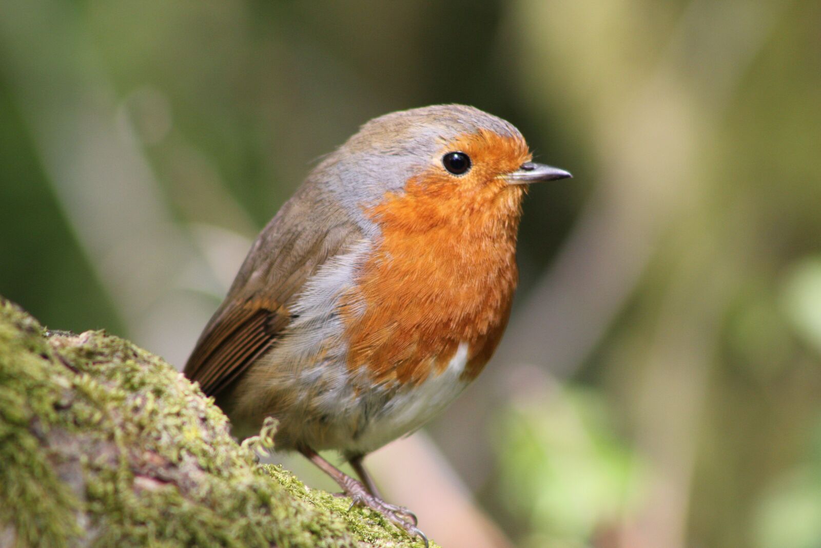 Canon EOS 550D (EOS Rebel T2i / EOS Kiss X4) sample photo. Bird, robin, feather photography