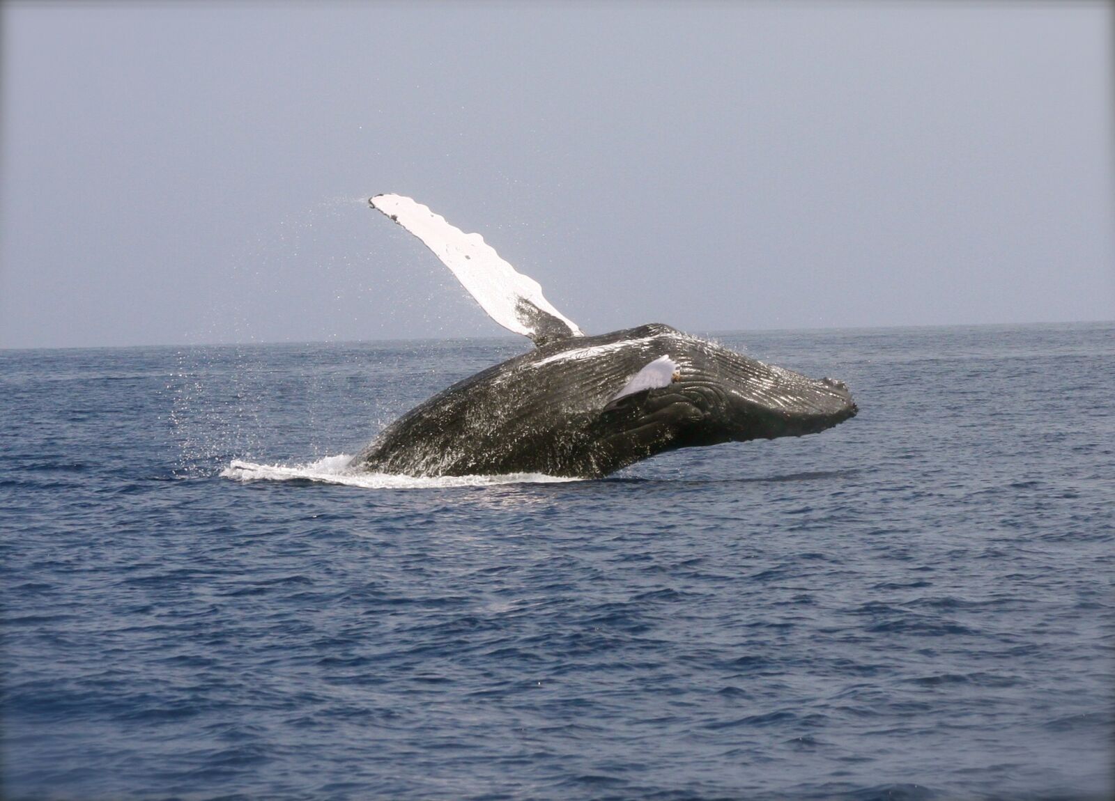 Canon EOS 40D sample photo. Whale, breaching, ocean photography