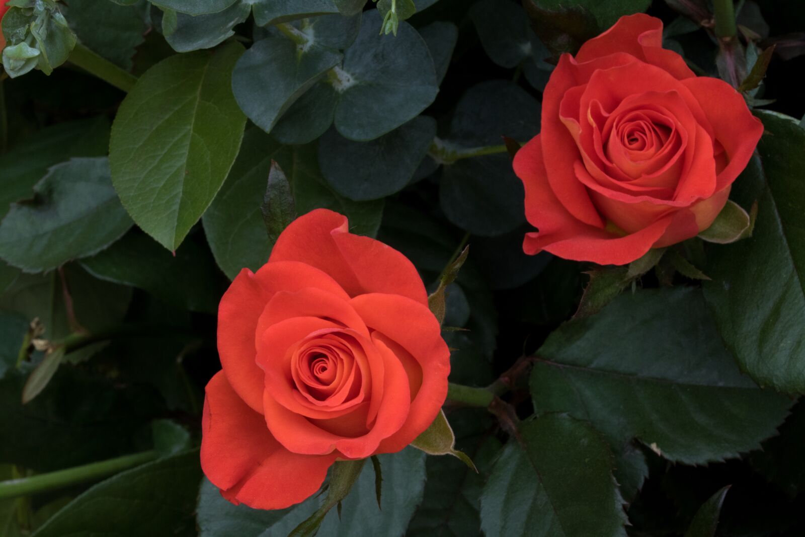 Canon EOS 750D (EOS Rebel T6i / EOS Kiss X8i) sample photo. Rose, flowers, beautiful photography