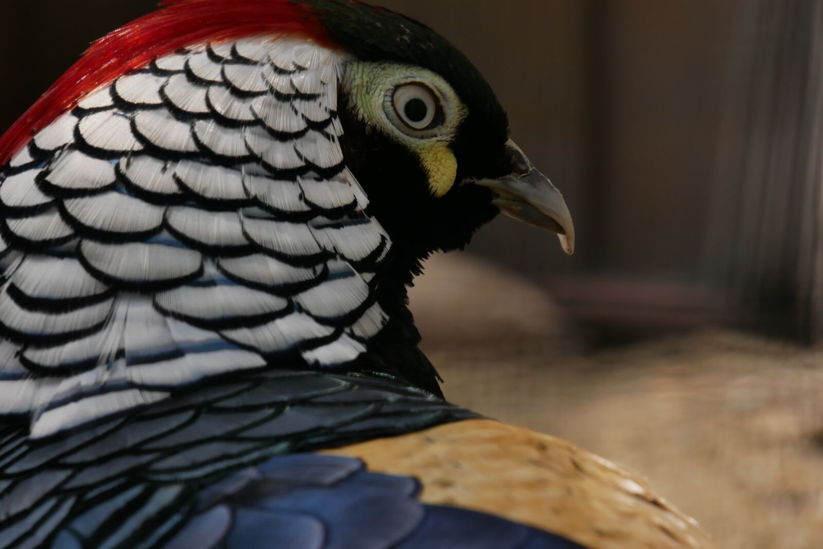 Panasonic DMC-G81 sample photo. Pheasant, diamond pheasant, species photography