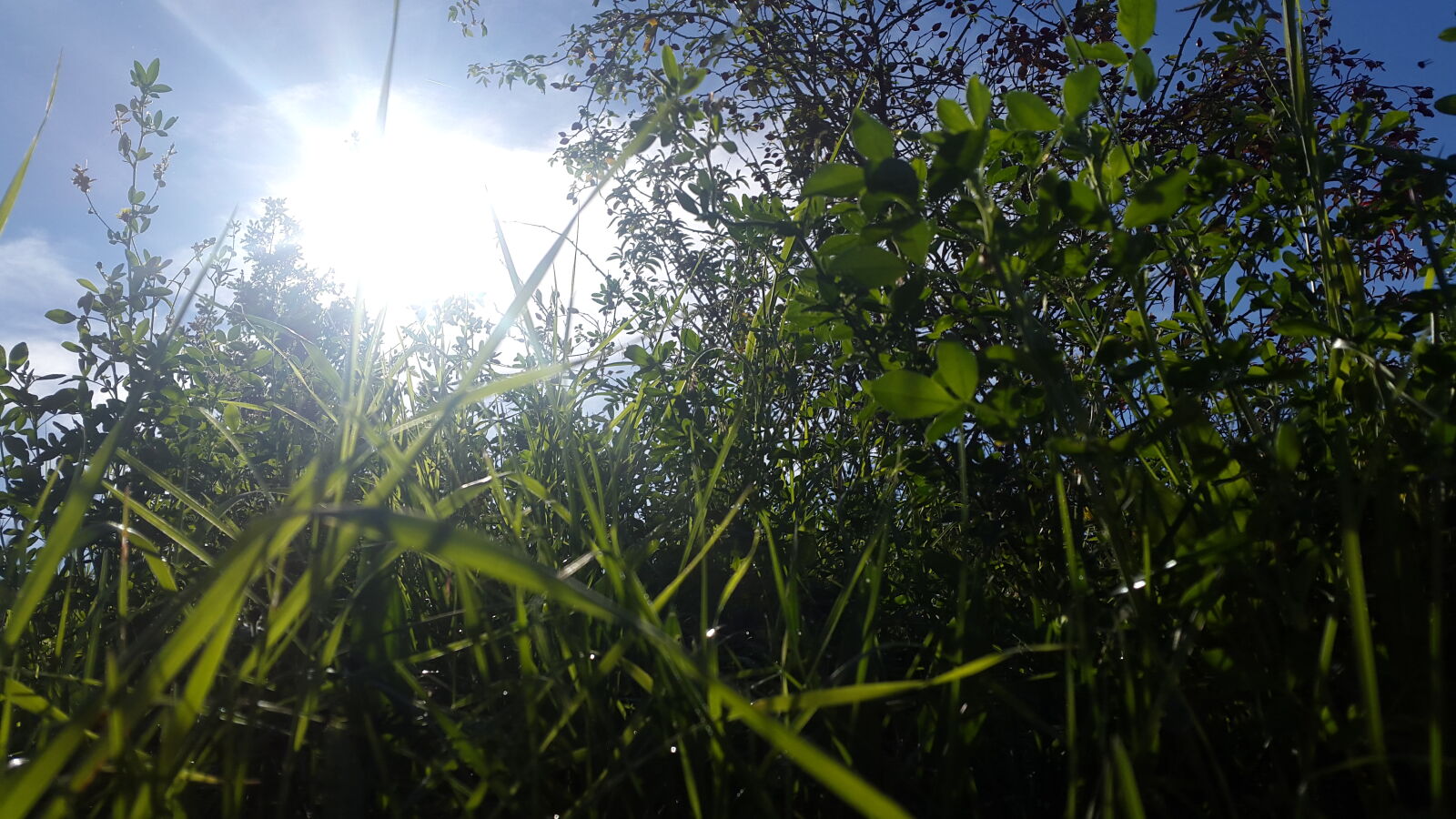 Samsung Galaxy Alpha sample photo. Grass, sky, sun photography