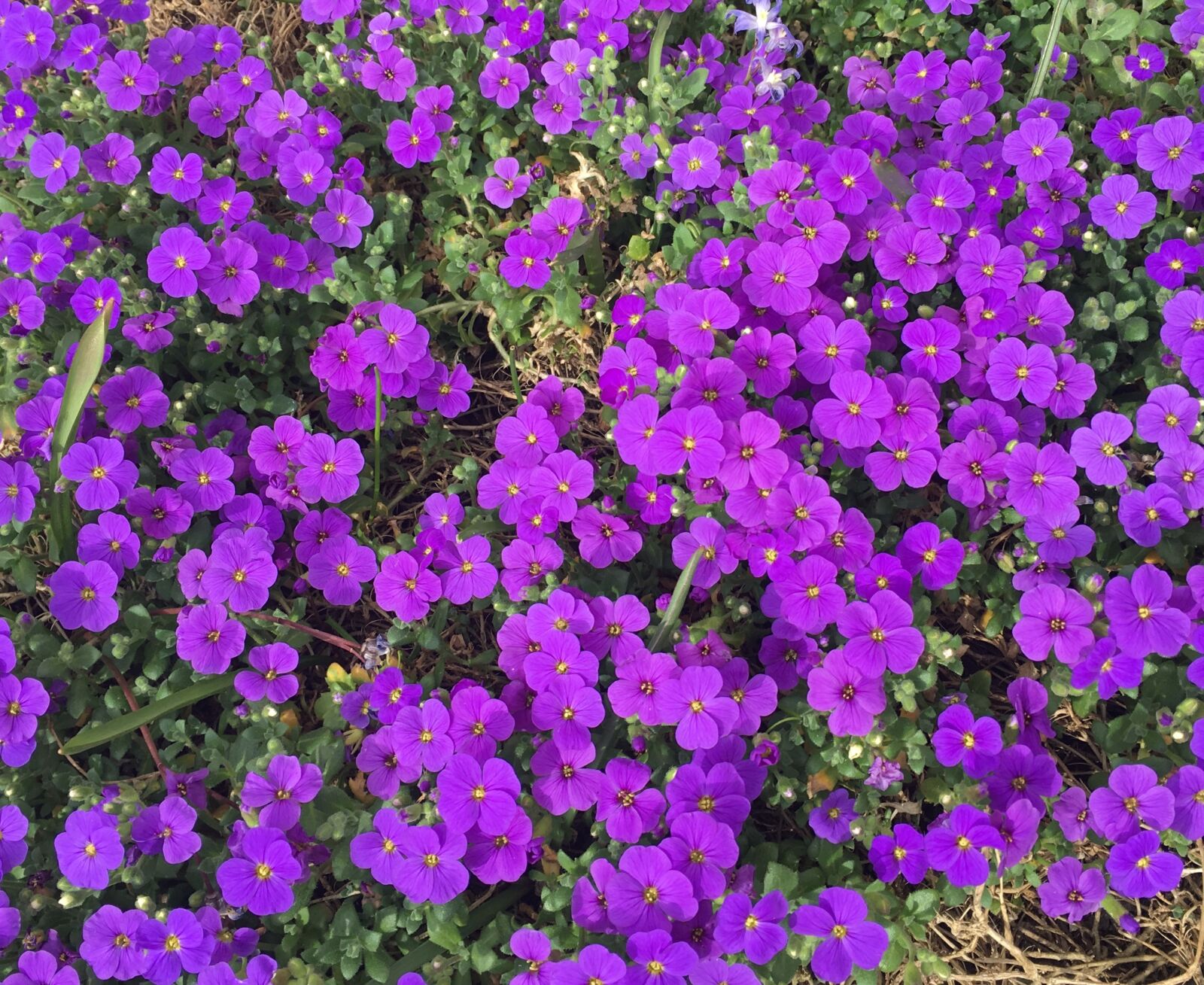 iPhone 6s Plus back camera 4.15mm f/2.2 sample photo. Flower, garden, plant photography