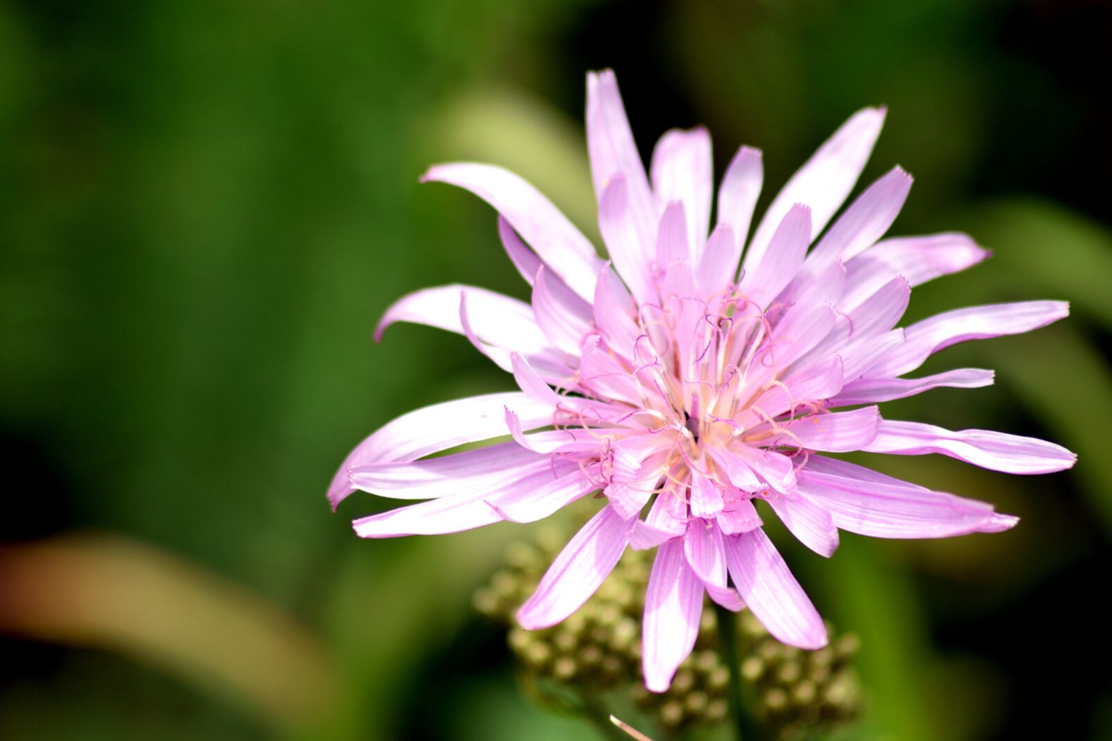 Nikon D3300 sample photo. Flower, pink, macro photography