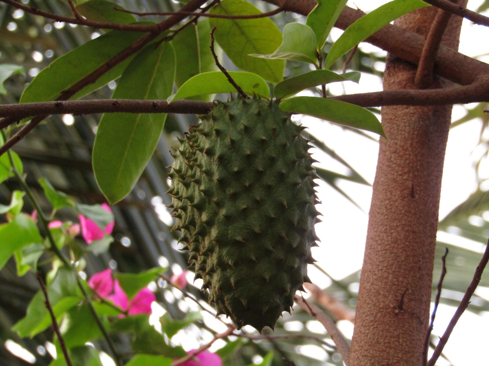 Canon POWERSHOT SX430 IS sample photo. Tree, fruit, food photography