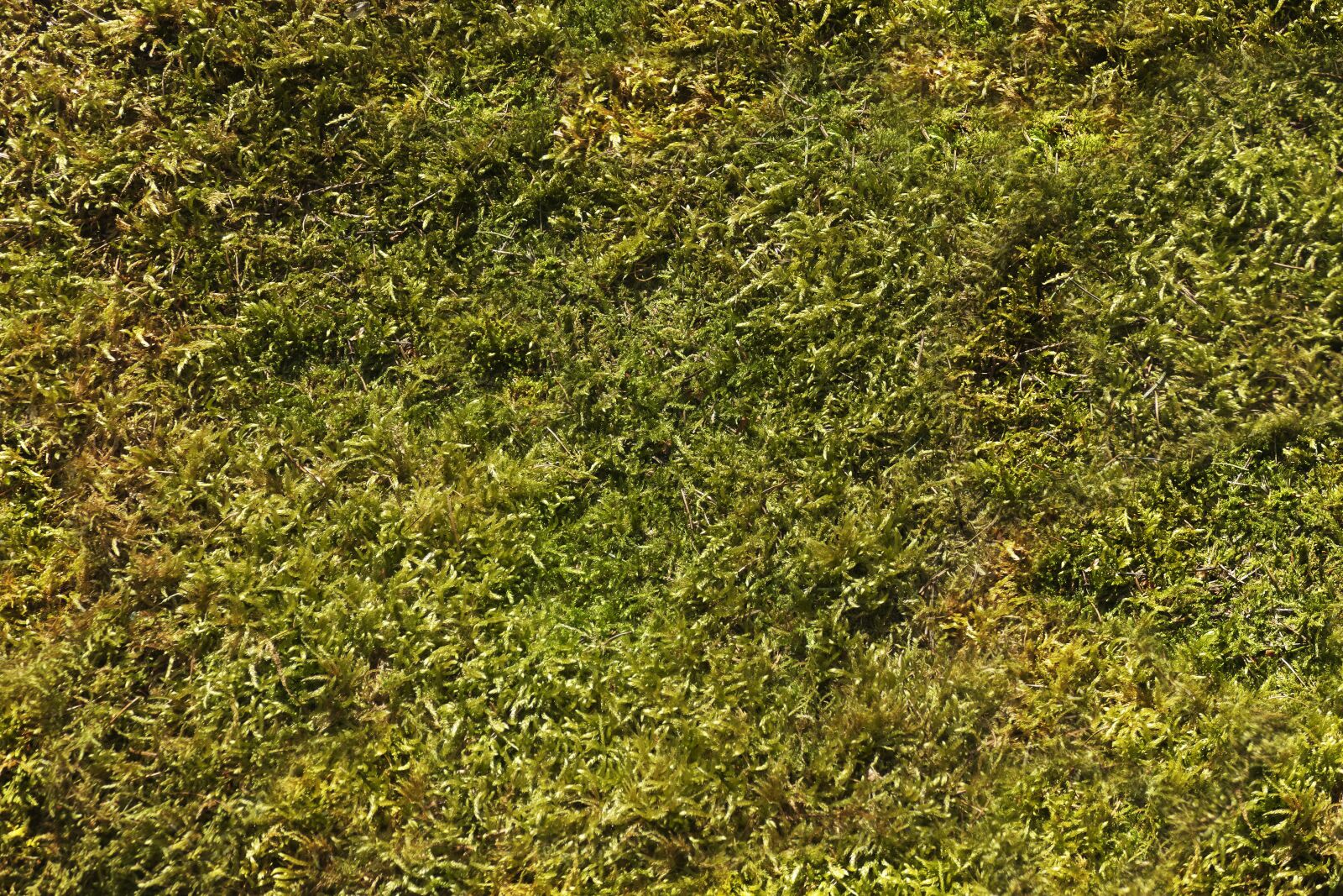 Panasonic Lumix DMC-FZ1000 sample photo. Moss, background, nature photography