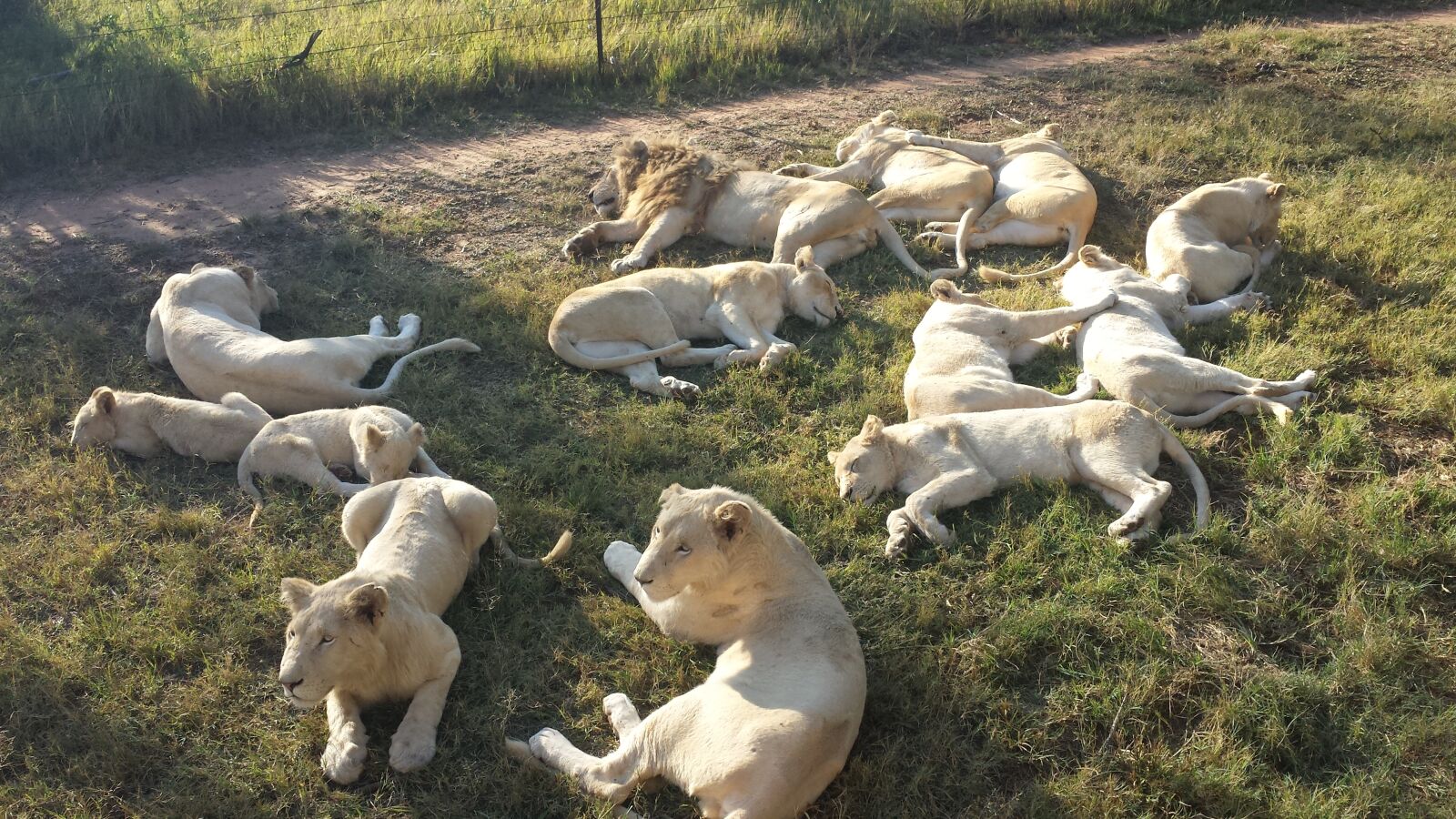 Samsung Galaxy S4 sample photo. White lions, africa, big photography