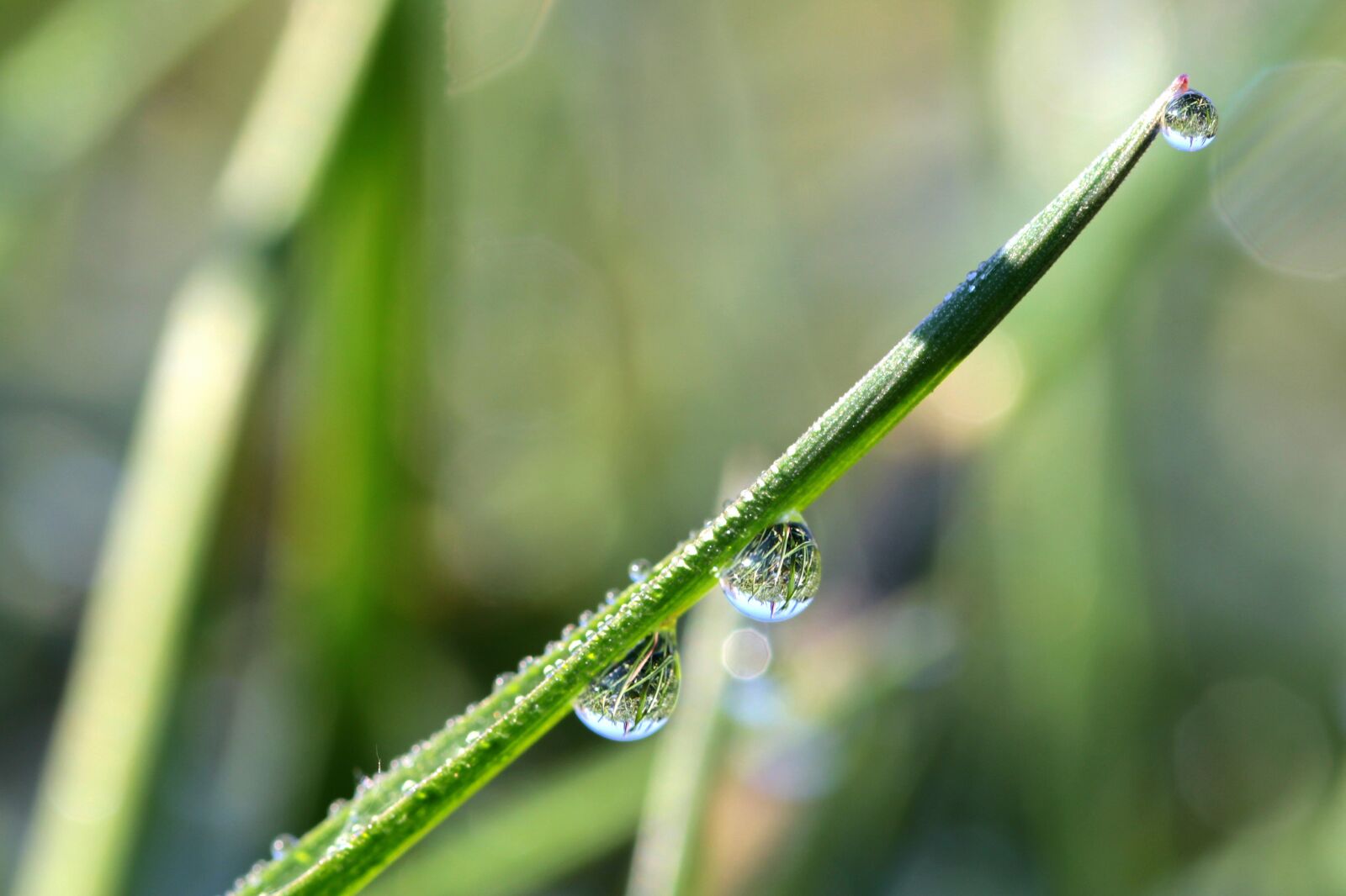 Canon EOS 650D (EOS Rebel T4i / EOS Kiss X6i) sample photo. Drip, raindrop, drop of photography