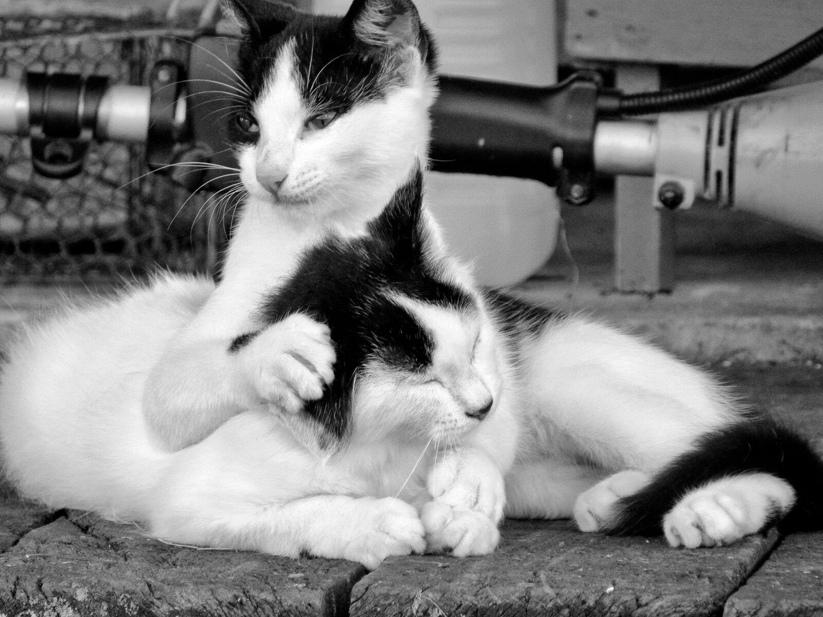 Canon PowerShot SX530 HS sample photo. Cat, mammal, portrait photography