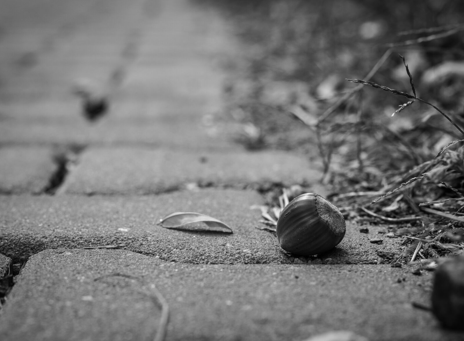 Canon EOS 700D (EOS Rebel T5i / EOS Kiss X7i) + Canon EF 50mm F1.8 STM sample photo. Pavement, acorn, fetus photography