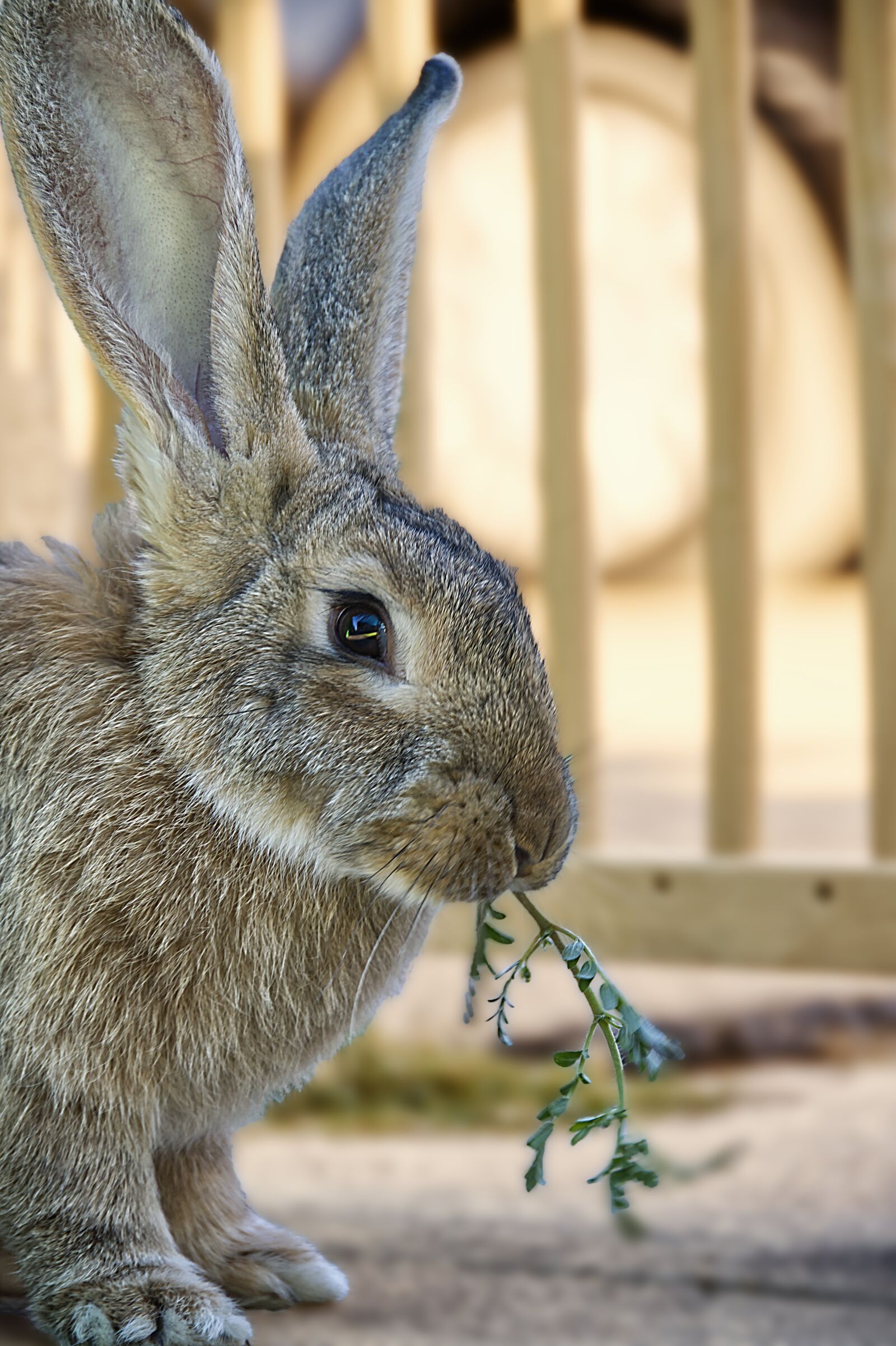 Nikon D7500 sample photo. Rabbit, bunny, ears photography