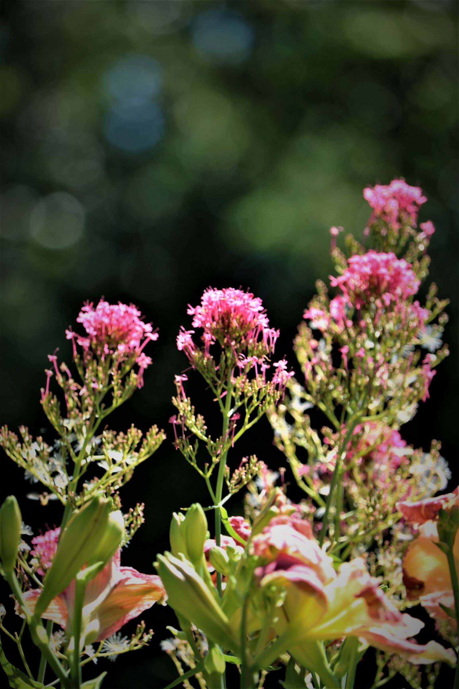 Canon EOS 750D (EOS Rebel T6i / EOS Kiss X8i) + Canon EF-S 55-250mm F4-5.6 IS STM sample photo. Wild flowers, purple, flower photography