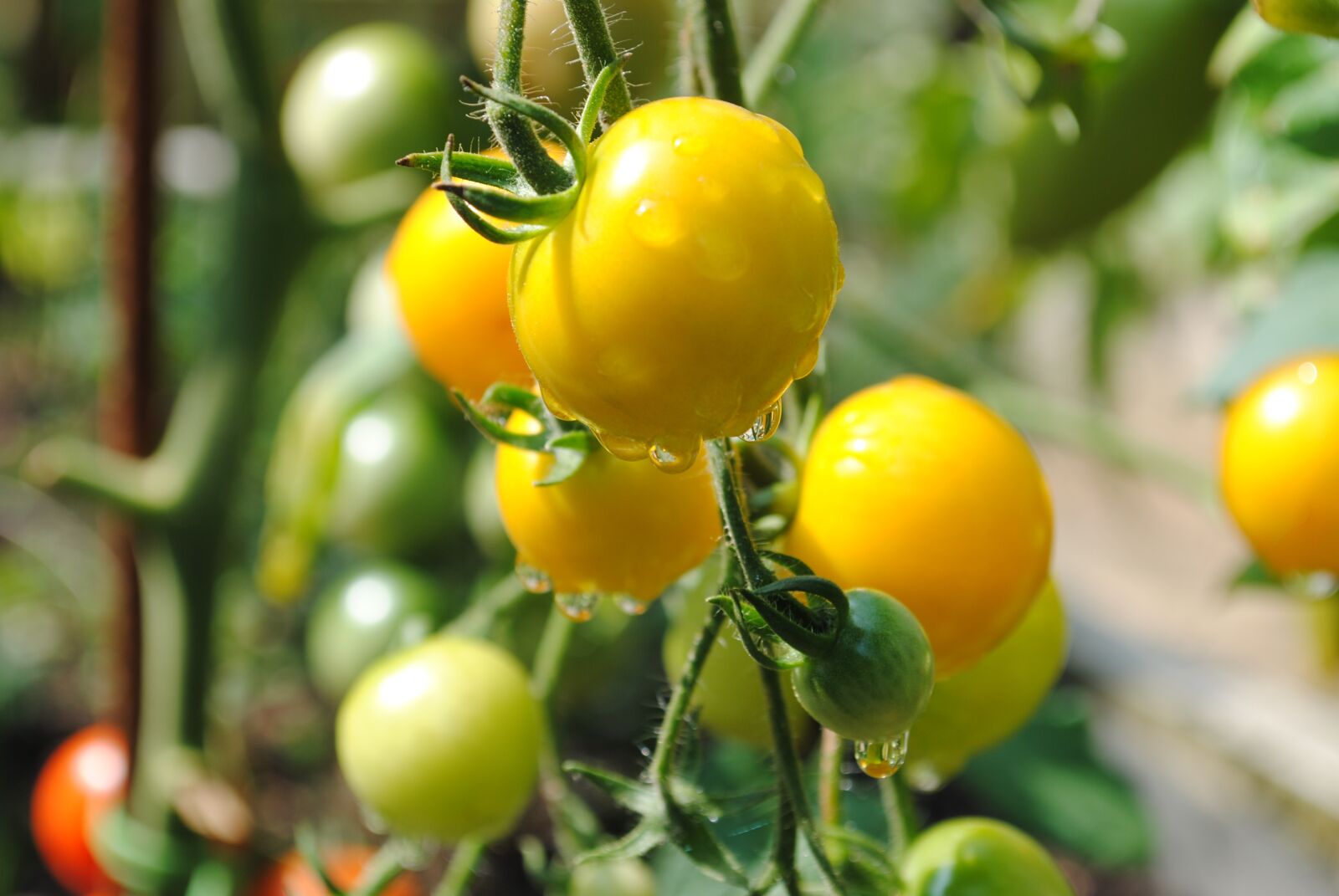 Nikon D3000 sample photo. Tomato, yellow, vegetable garden photography