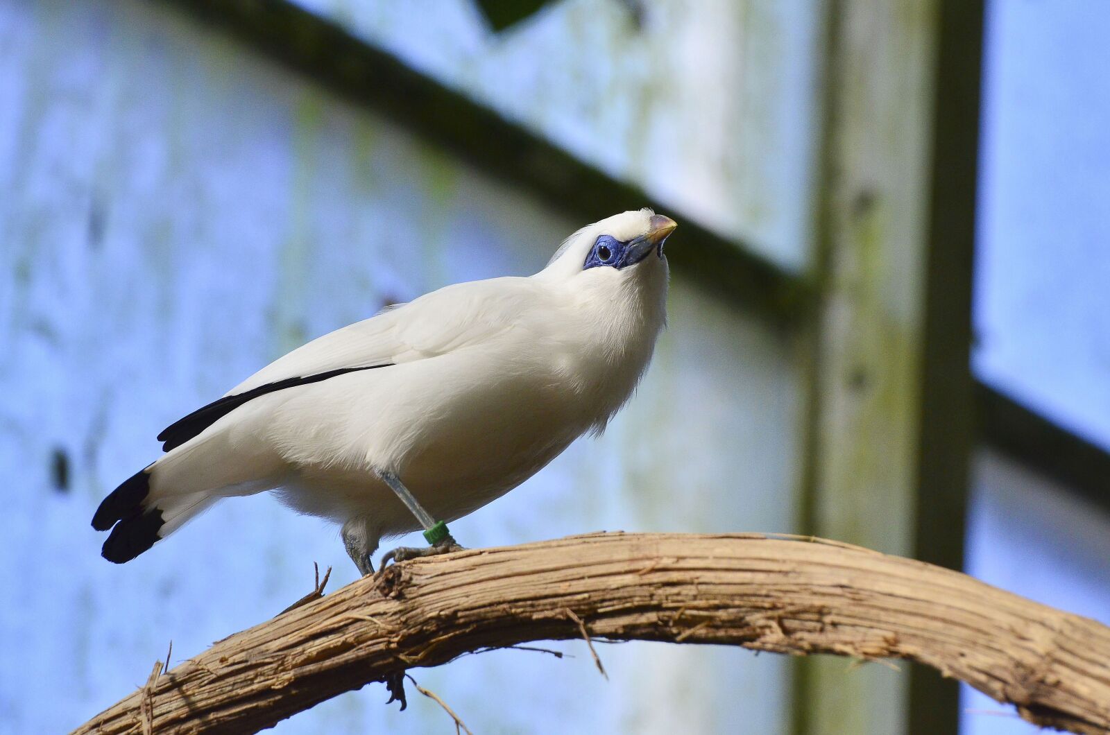 Nikon D7000 sample photo. Bali starling, bird, exotic photography
