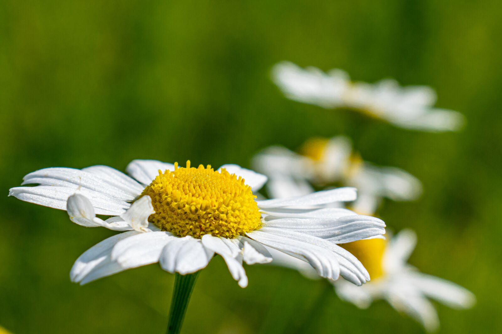 Nikon D5300 sample photo. Margarite, nature, spring photography