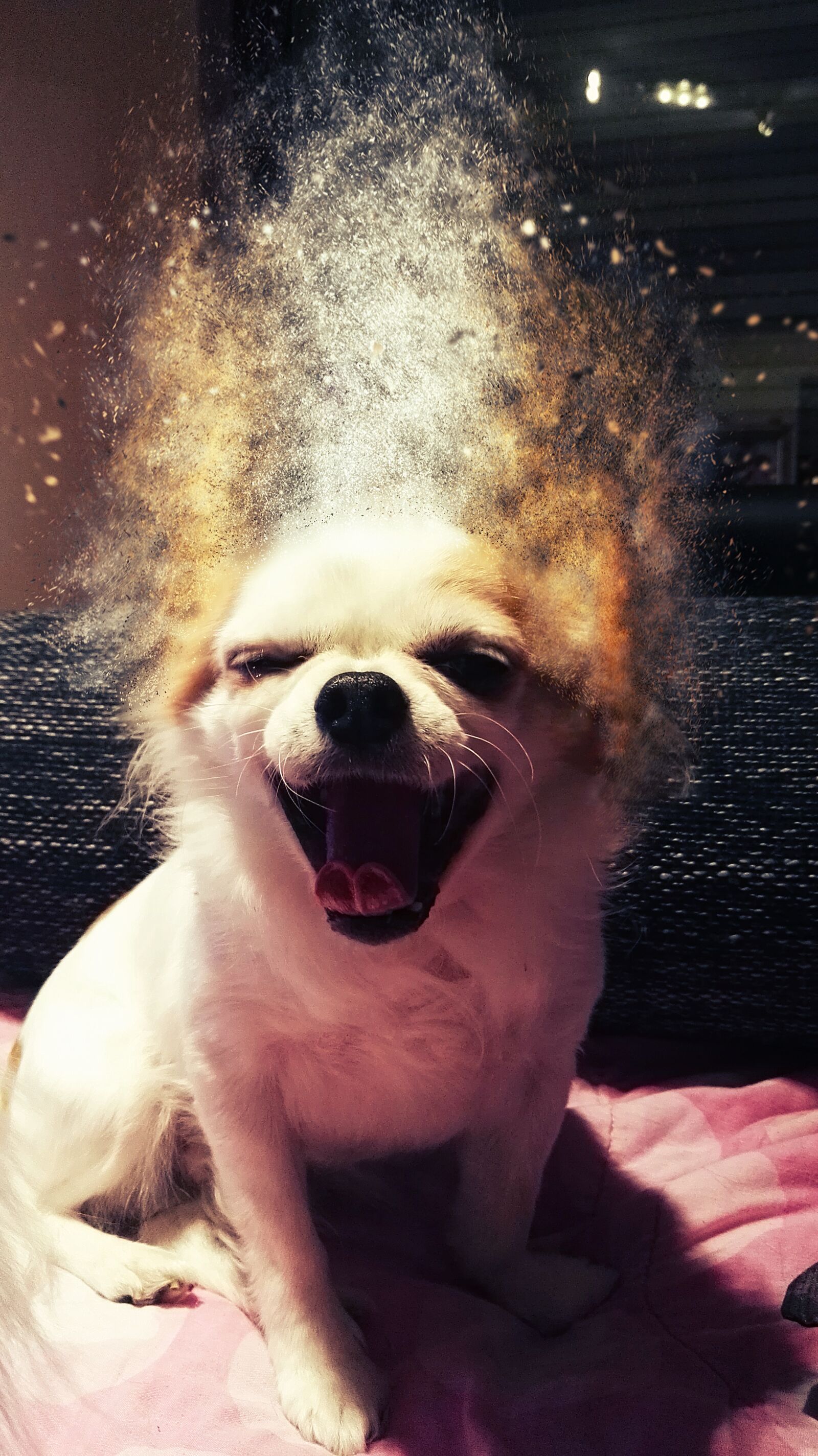 HUAWEI P8 sample photo. Diego, dog, effect, happy photography