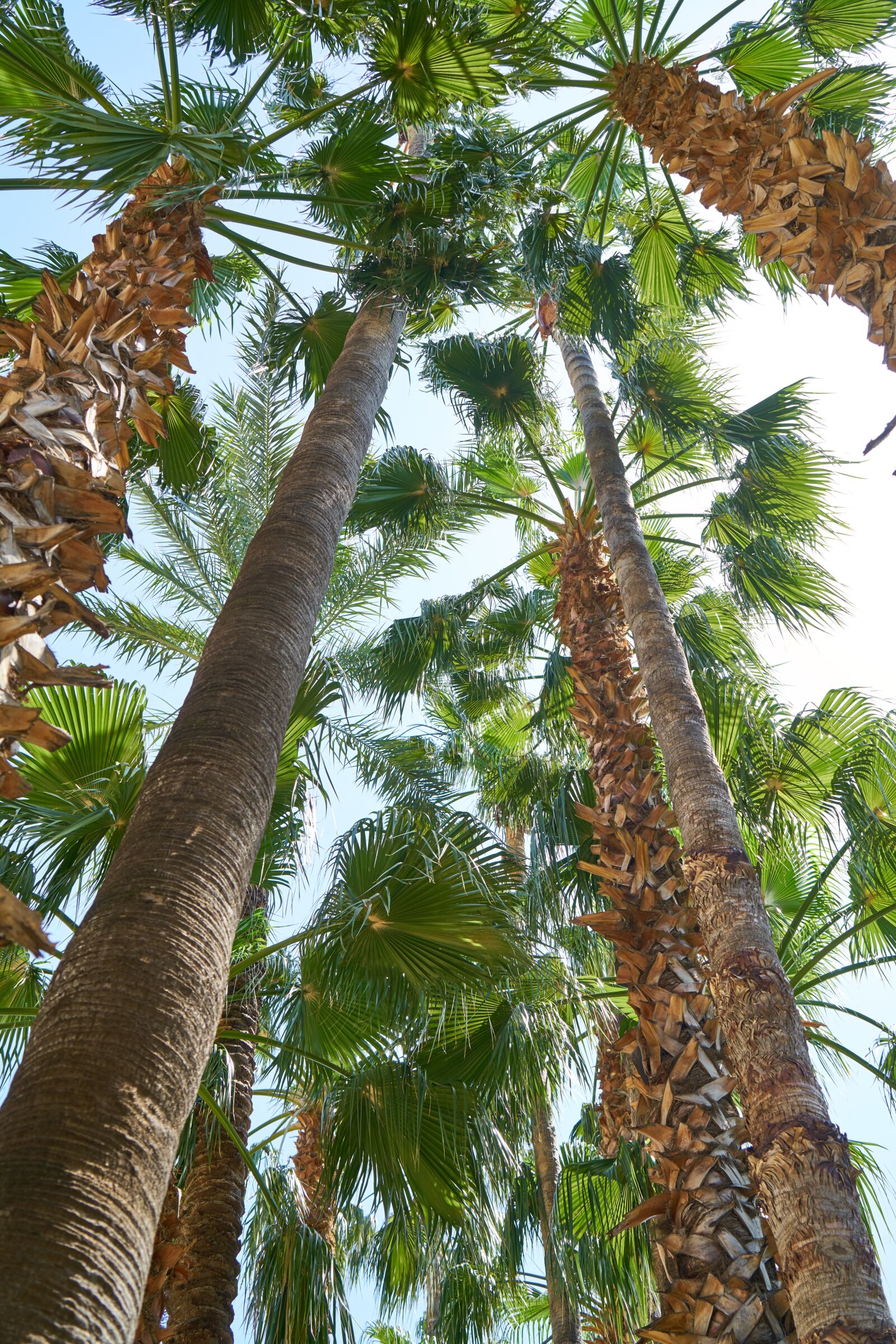 Sony a7R II sample photo. Holiday, tropical, palm photography