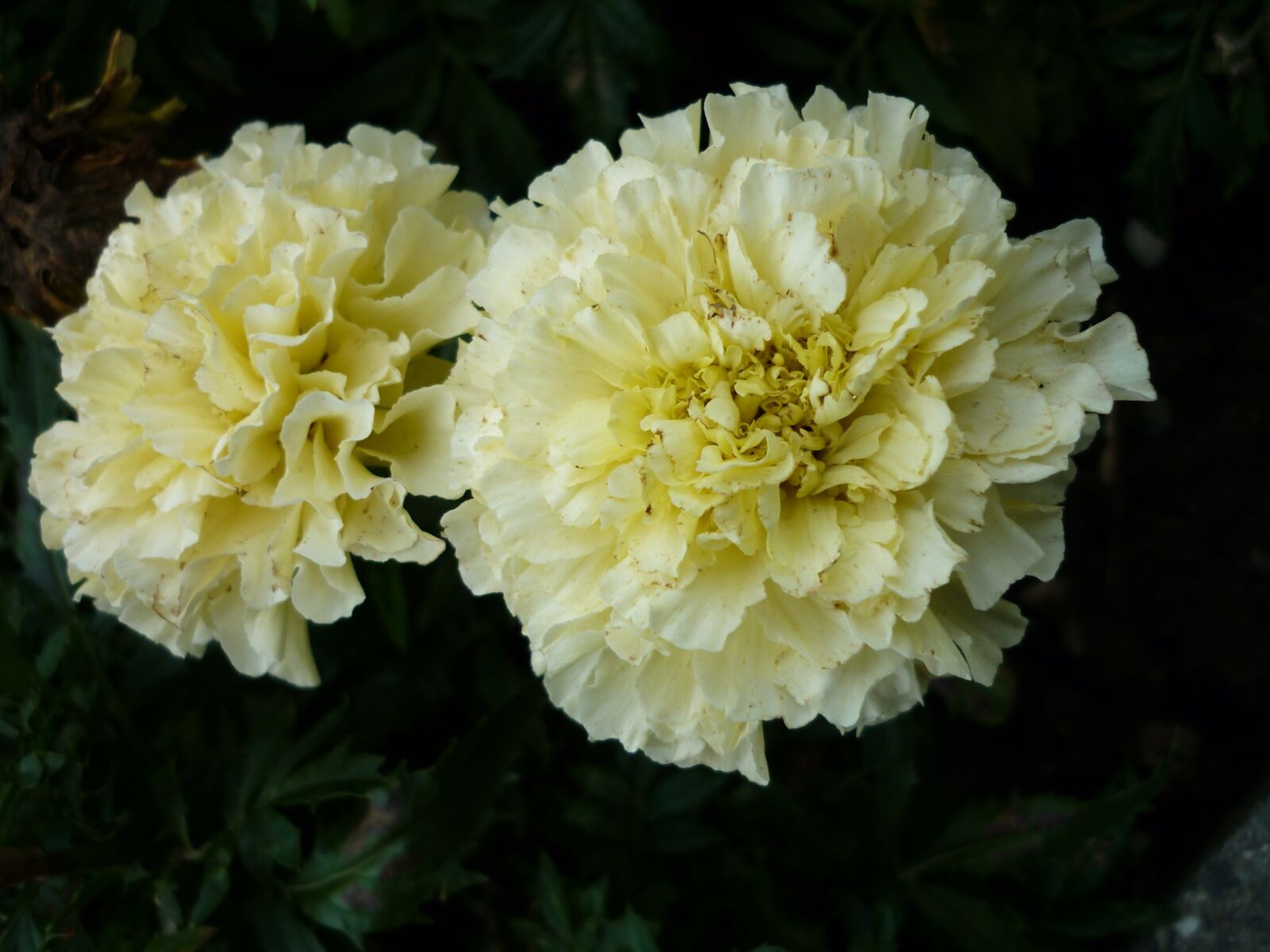 Panasonic Lumix DMC-FS6 sample photo. Marigold, nature, flowers photography