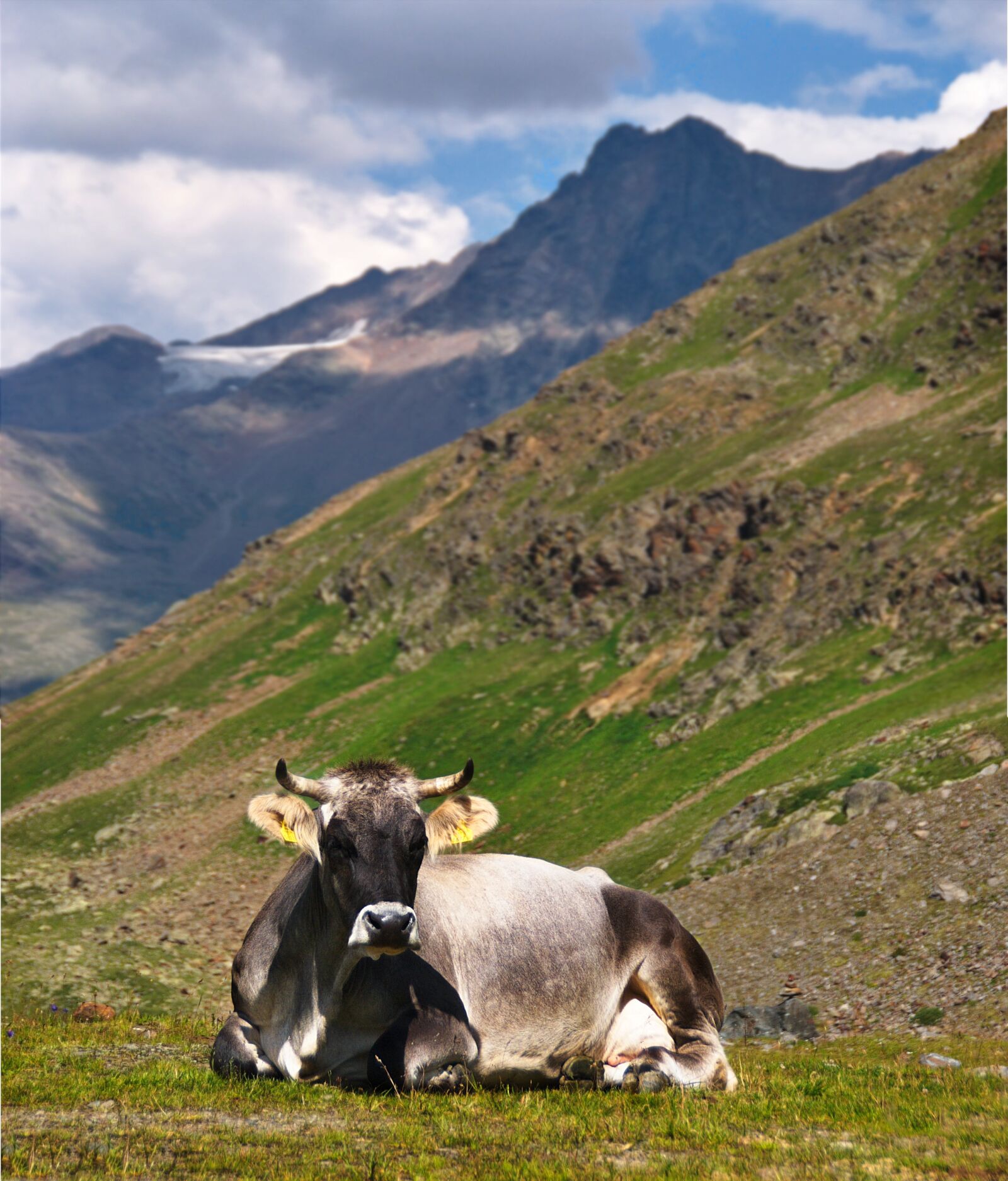 Nikon D80 sample photo. Cow, the alps, rest photography